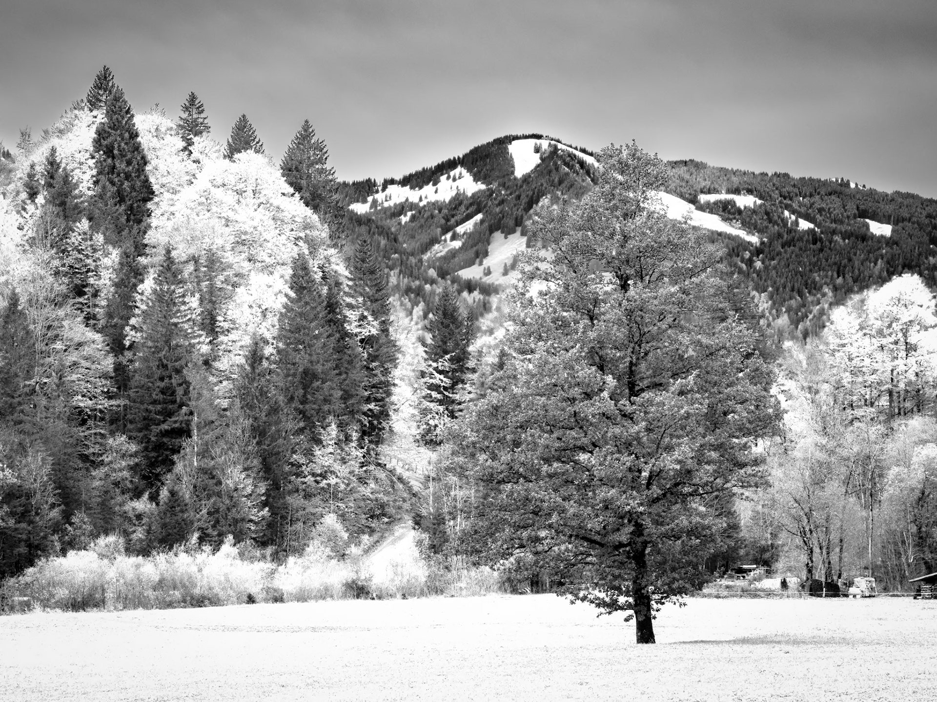 Projekt 41 - Spaß mit Infrarotfotos