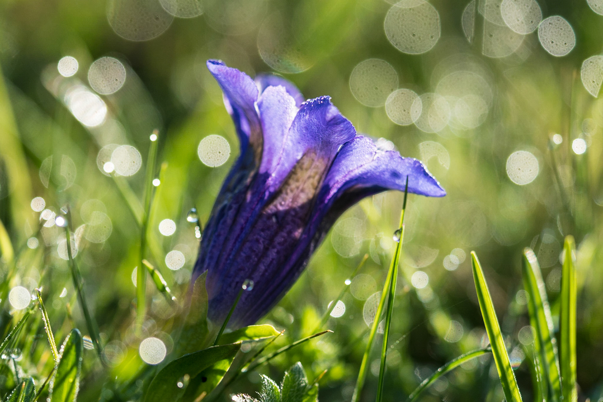 Blauer Enzian