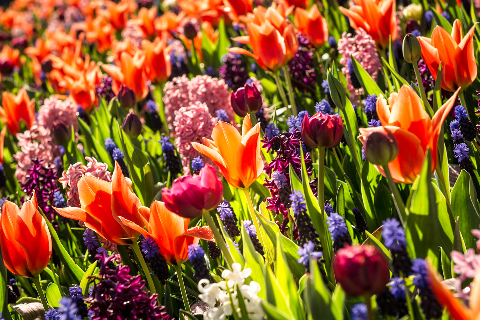 Farbenpracht im Keukenhof
