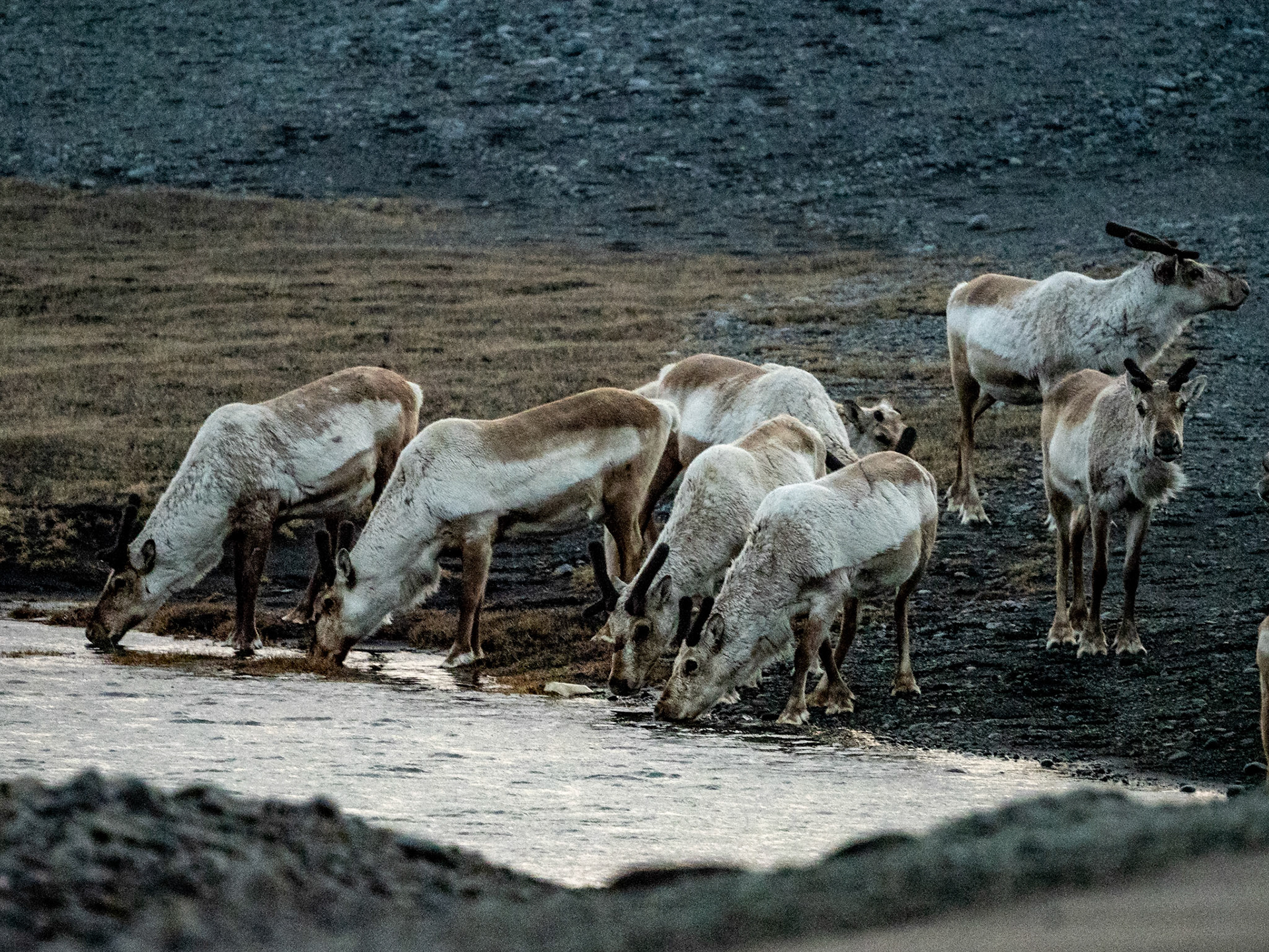 Rentiere vor Sonnenaufgang am Diamond Beach