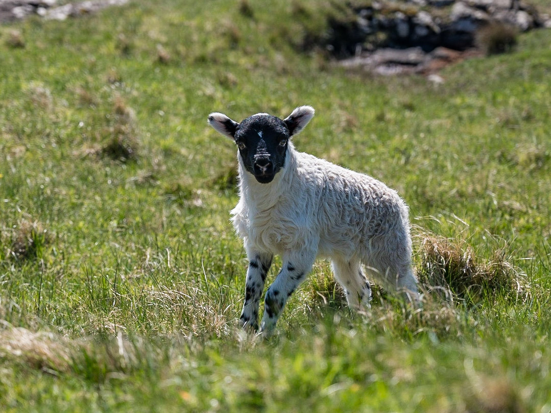 Schottlands Bewohner (2)