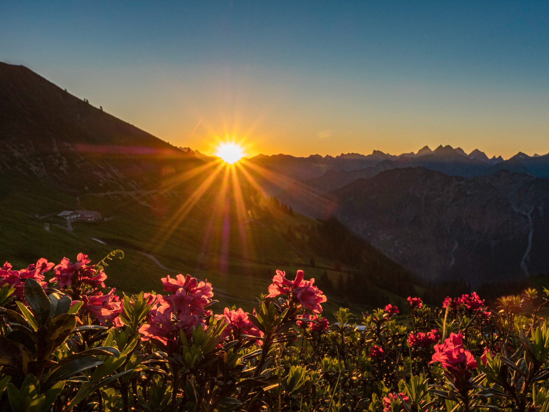 Sonnenaufgang über den Alpenrosen