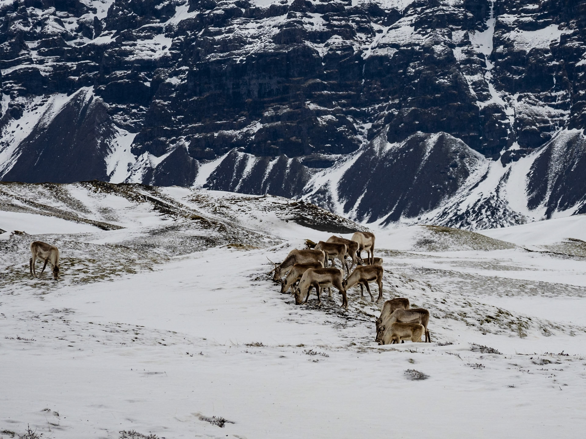Rentiere neben der Ringstraße