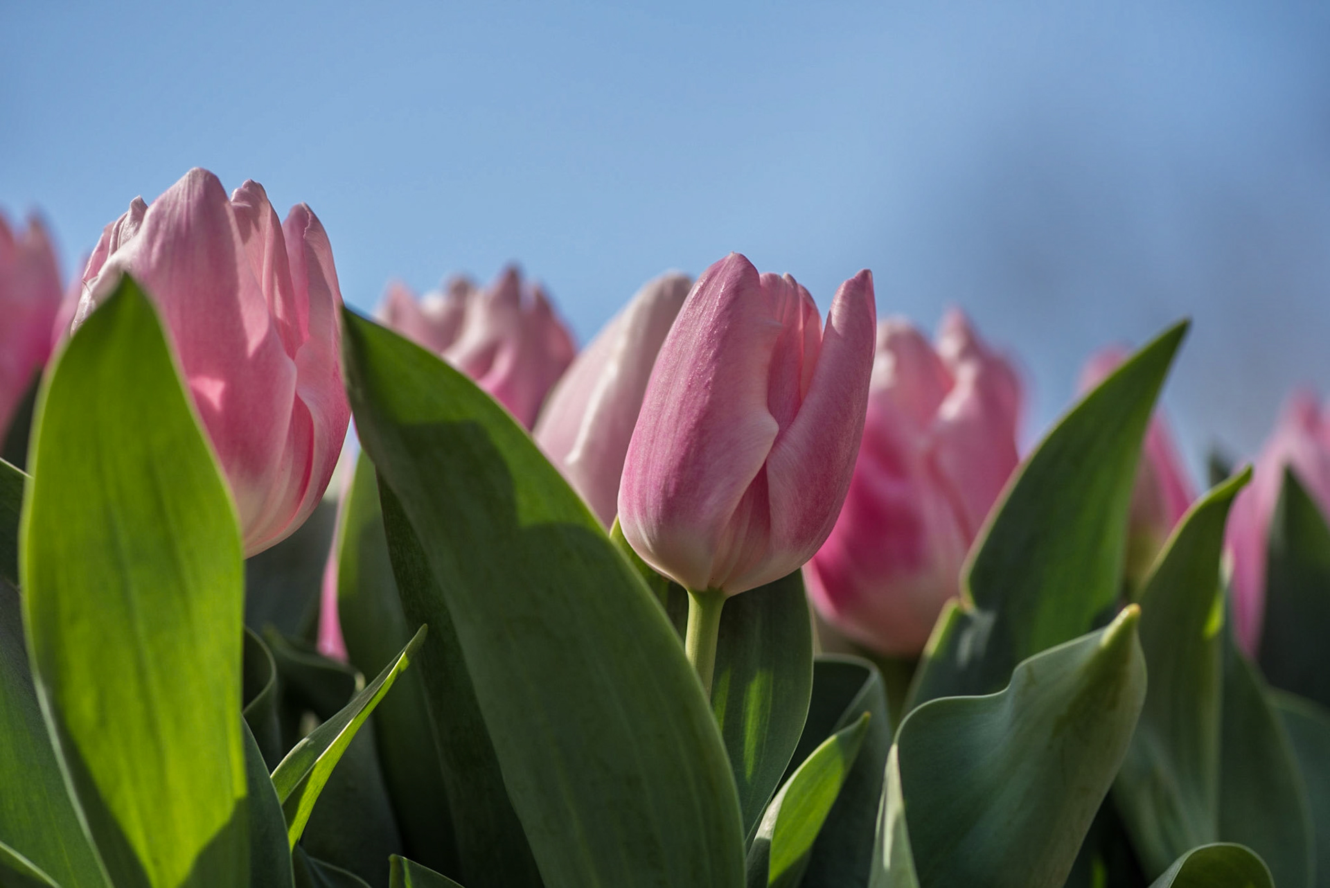 Tulpenblüte im Keukenhof