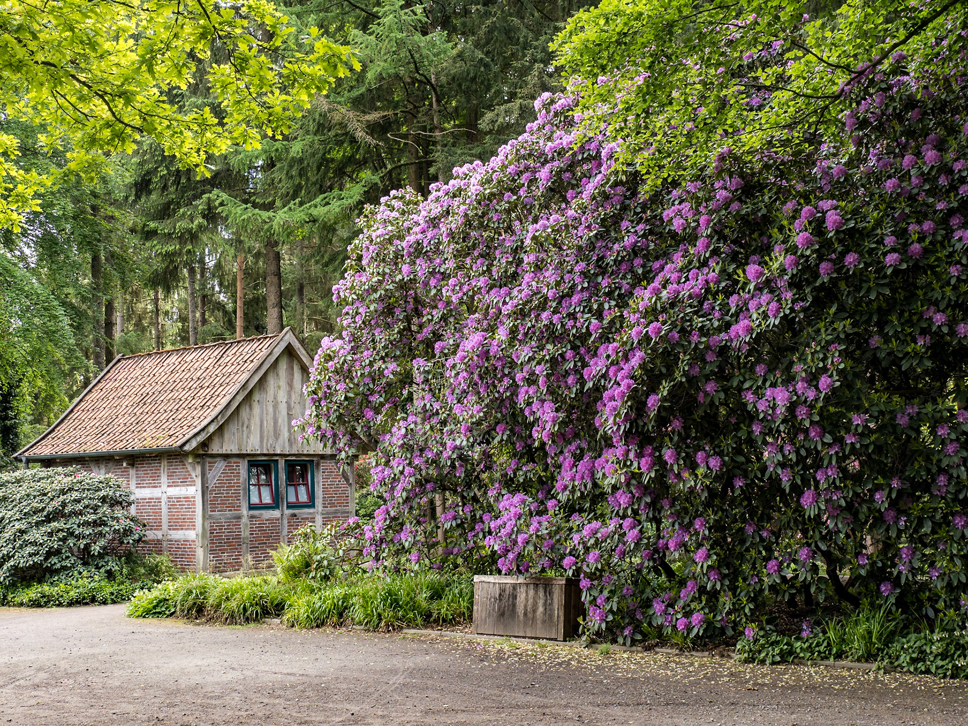 Rhododendronpark Gristede