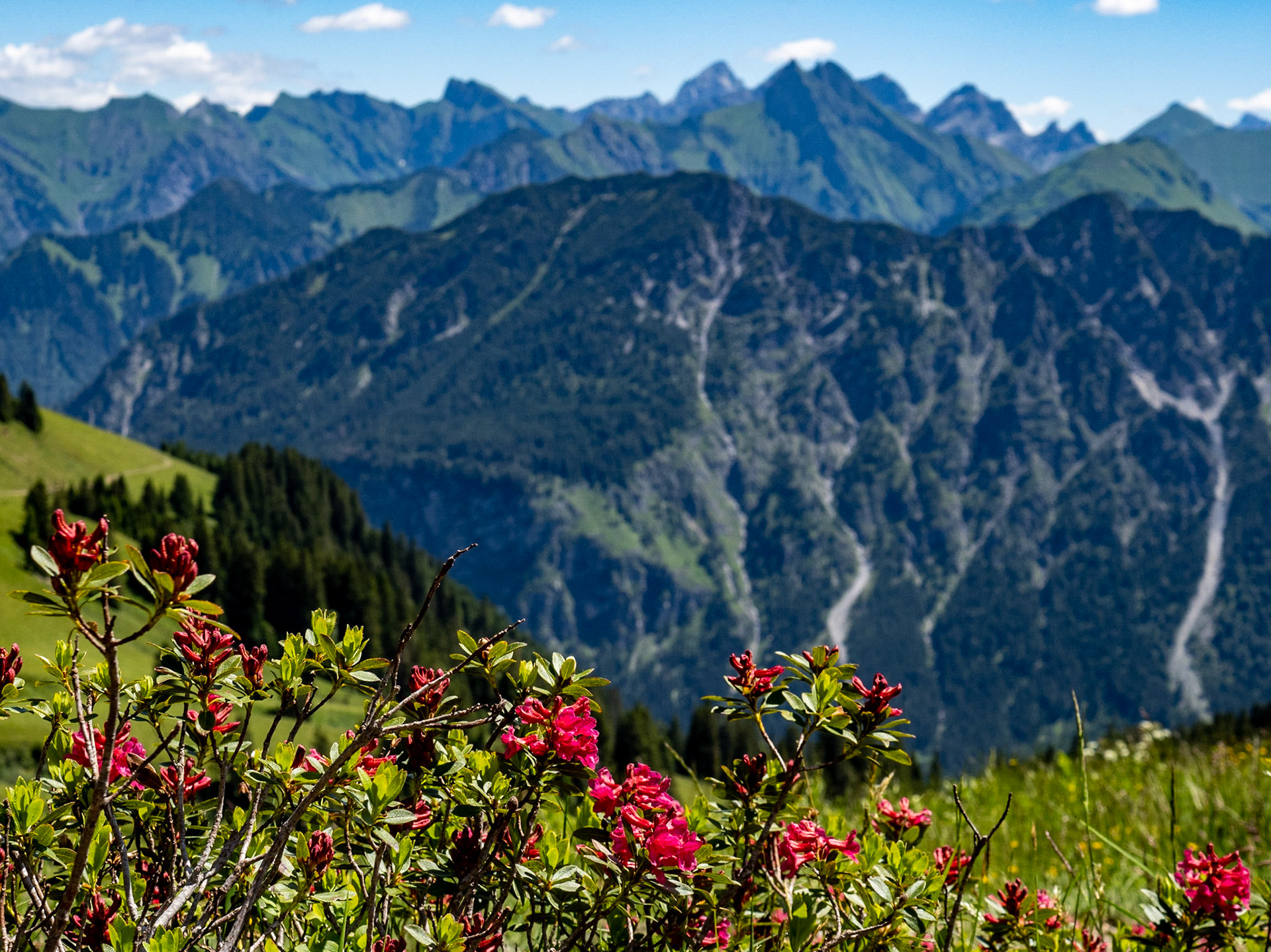 Alpenrosen am Fellhorn