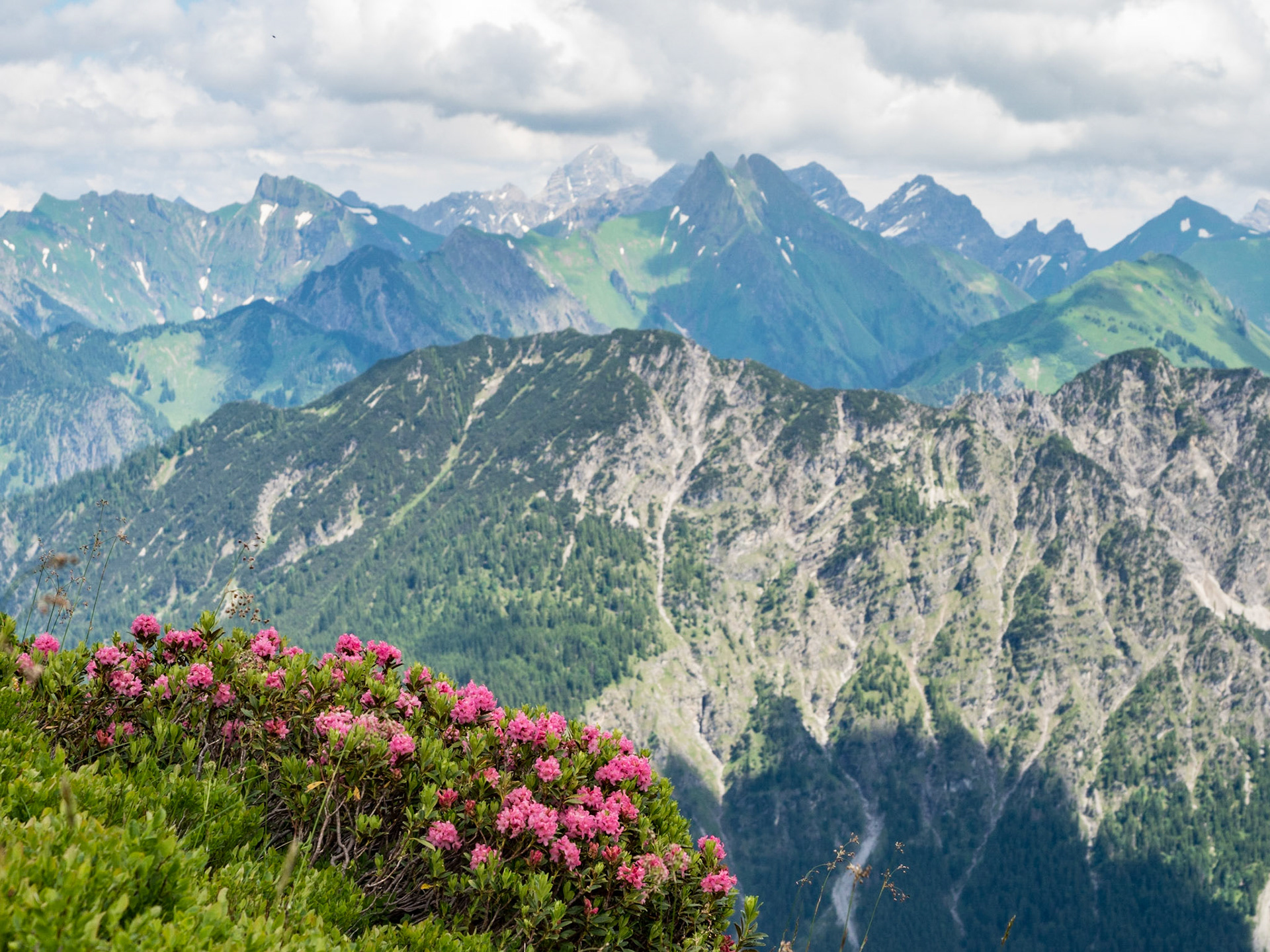 Alpenrosenblüte am Fellhorn