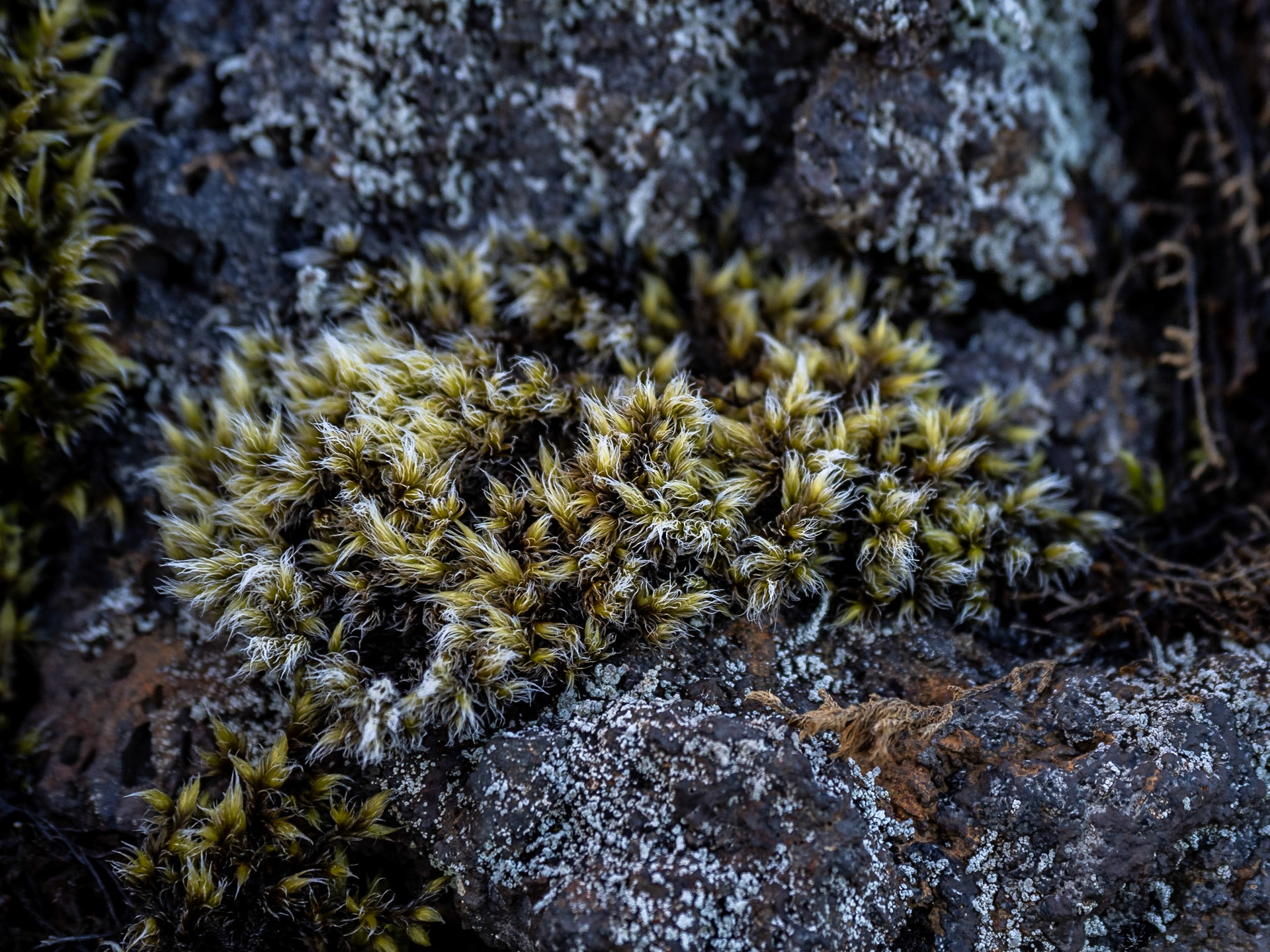 Moos im Lavafeld Eldhraun