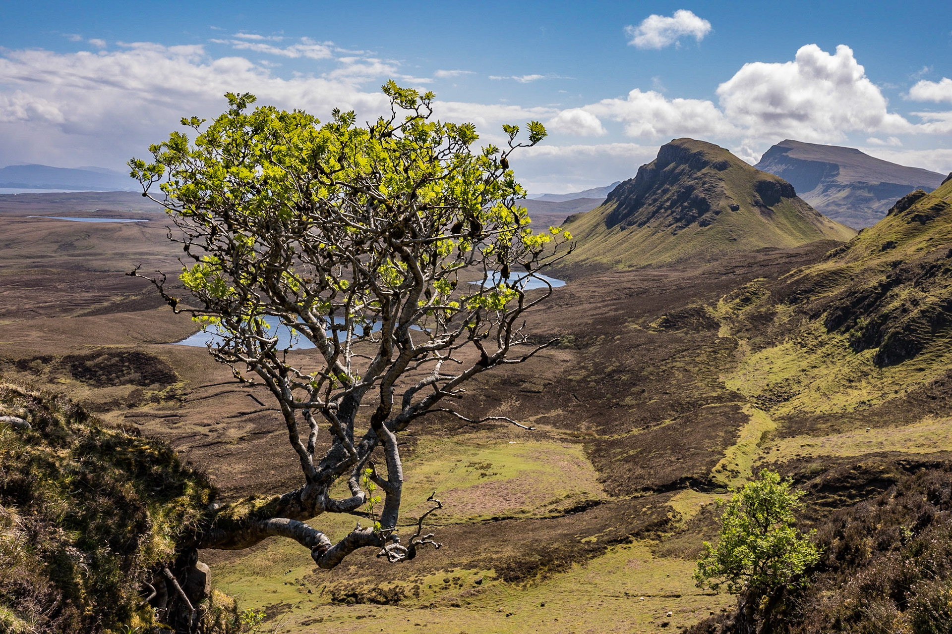Der berühmteste Baum Schottlands