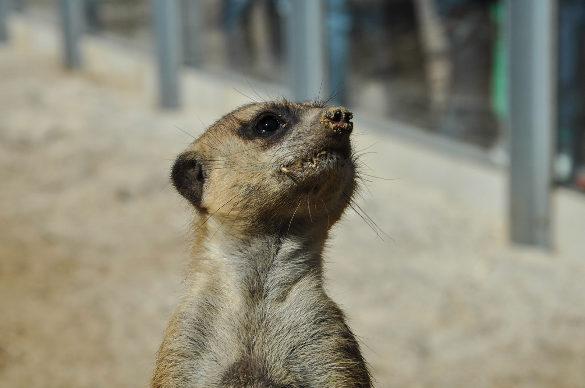 Neugierige Erdmännchen