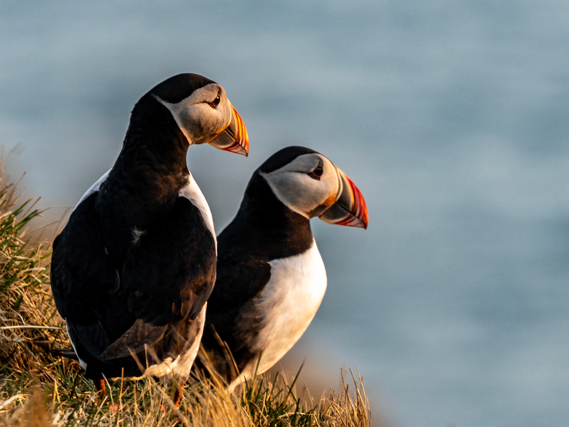 Die ersten Puffins sind da!