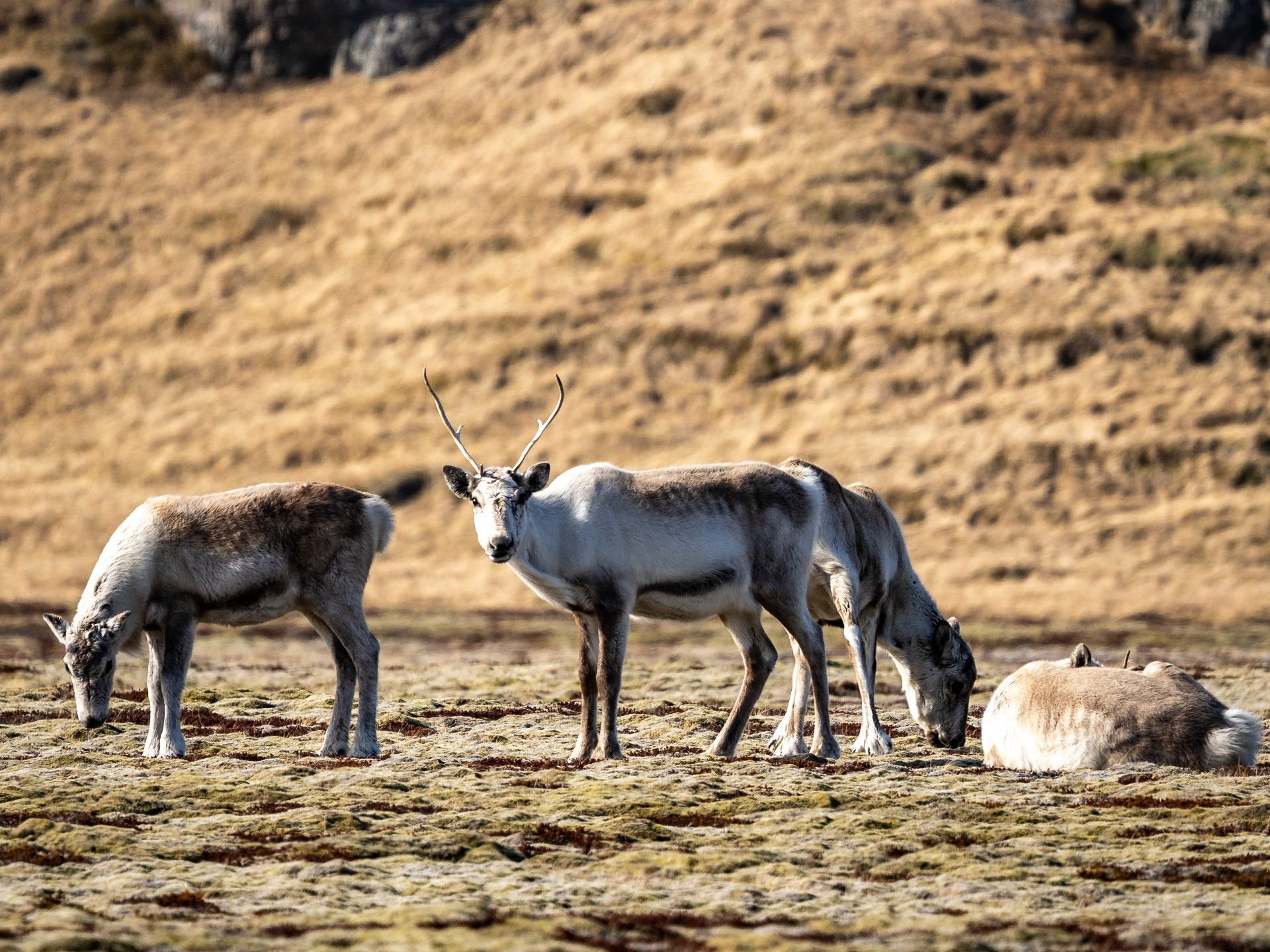 Rentiere neben der Ringstraße