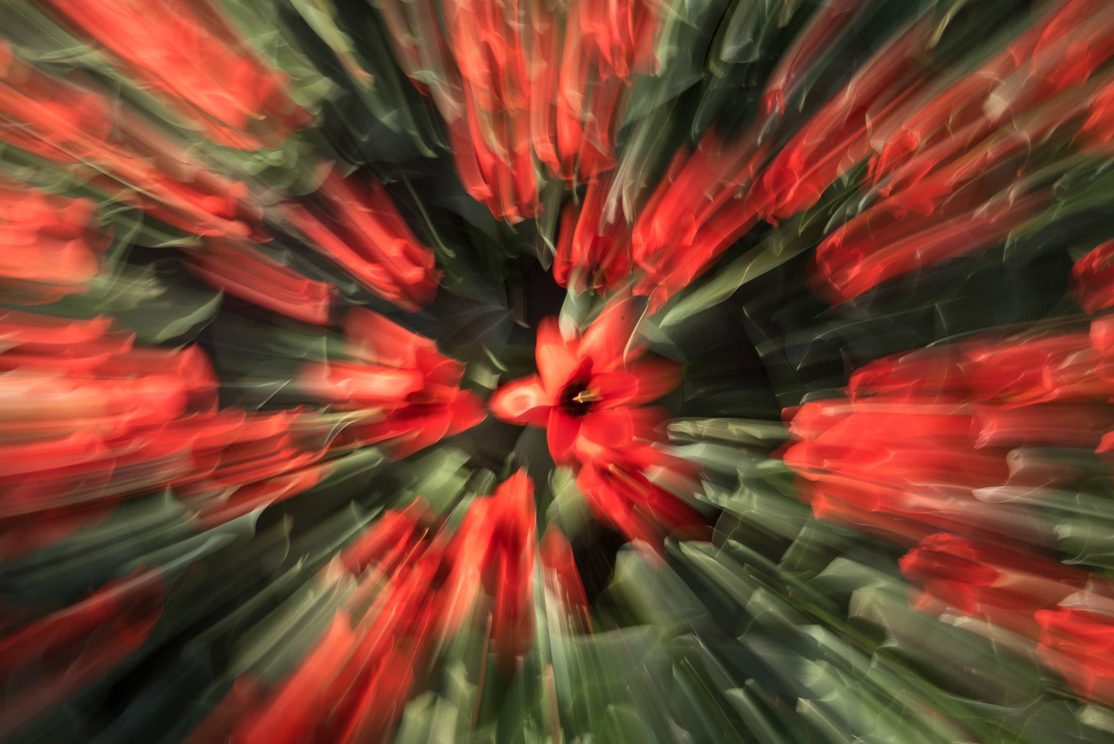 Tag 120: Zoom-Effekt