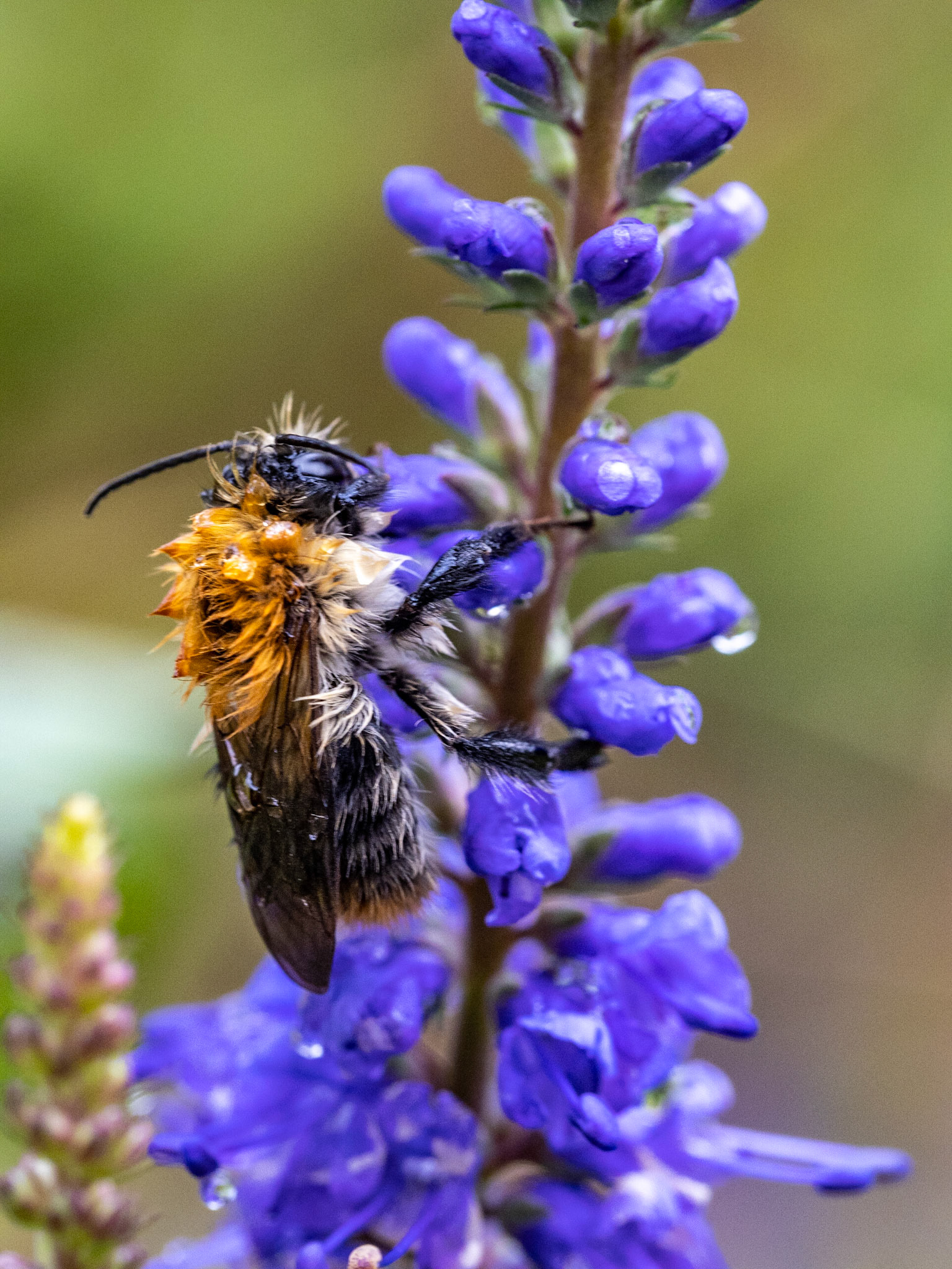 Botanischer Garten Augsburg