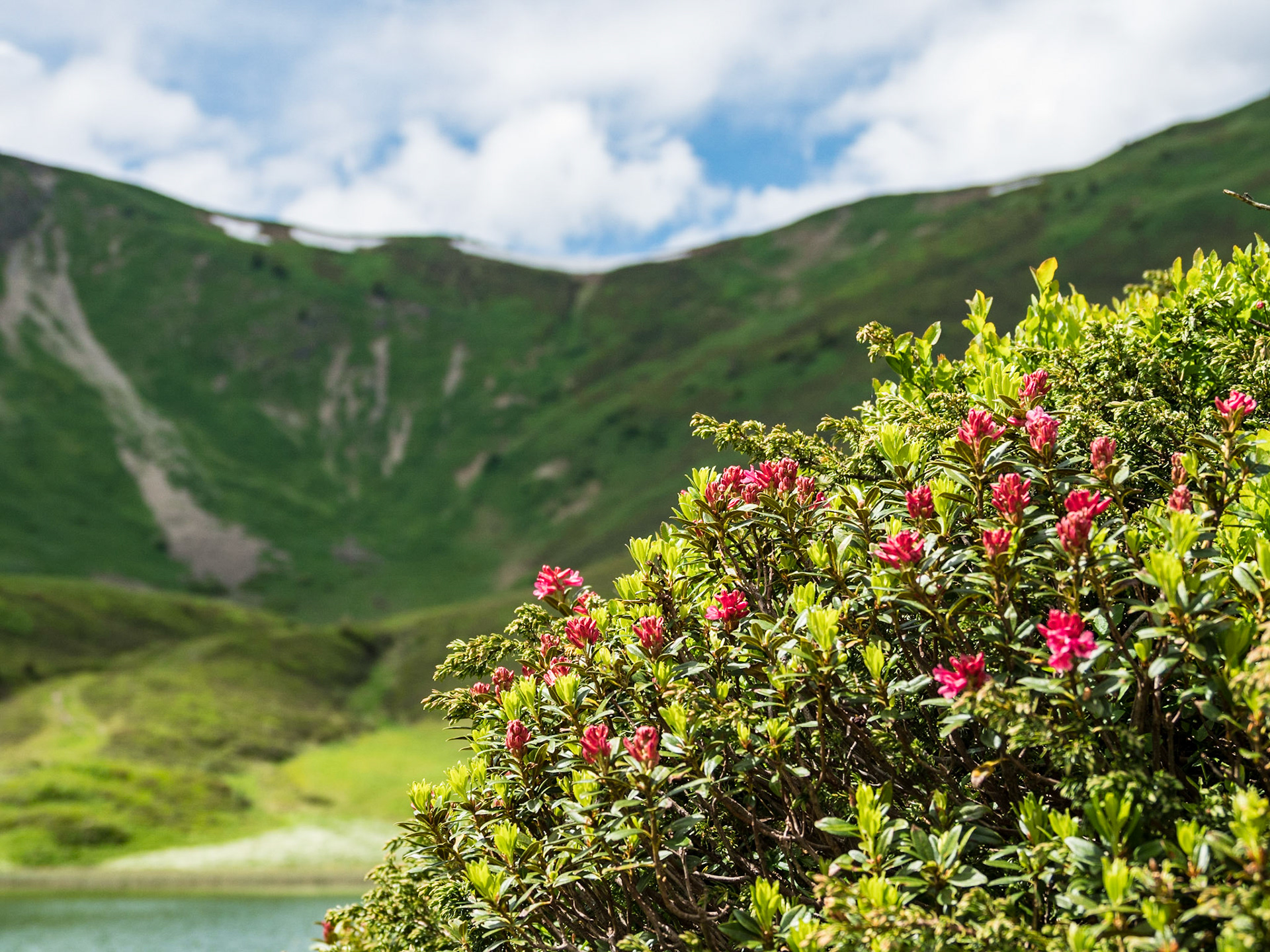 Alpenrosen über dem Schlappoldsee