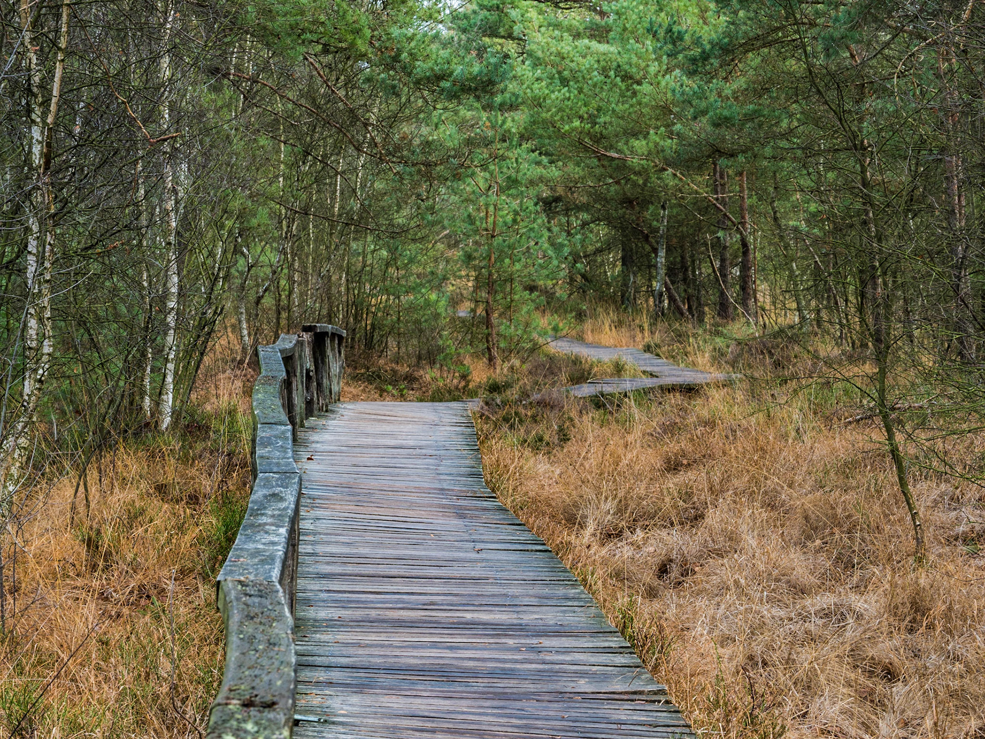 Wege durch das Moor