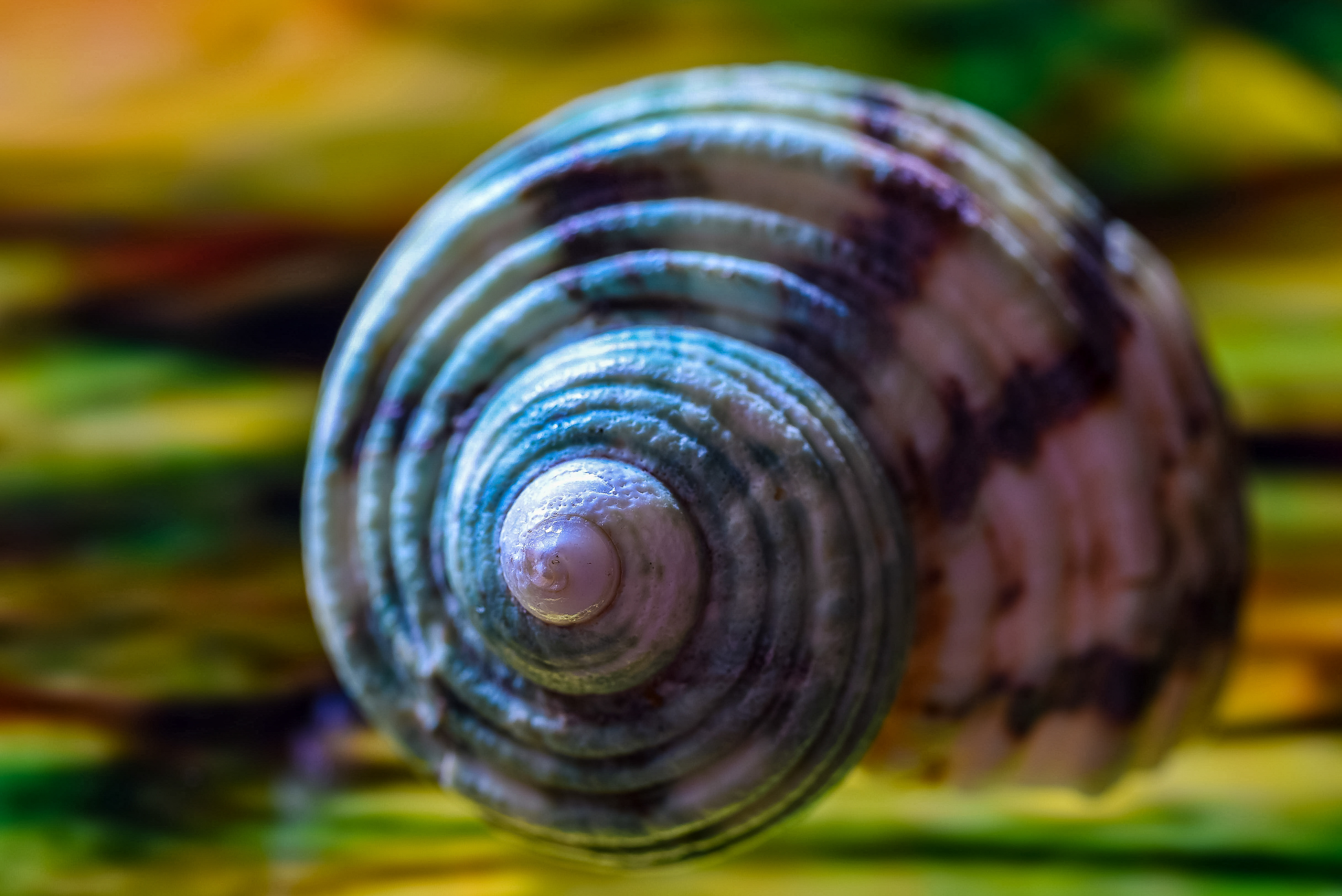 Tag 73: Spiralformen