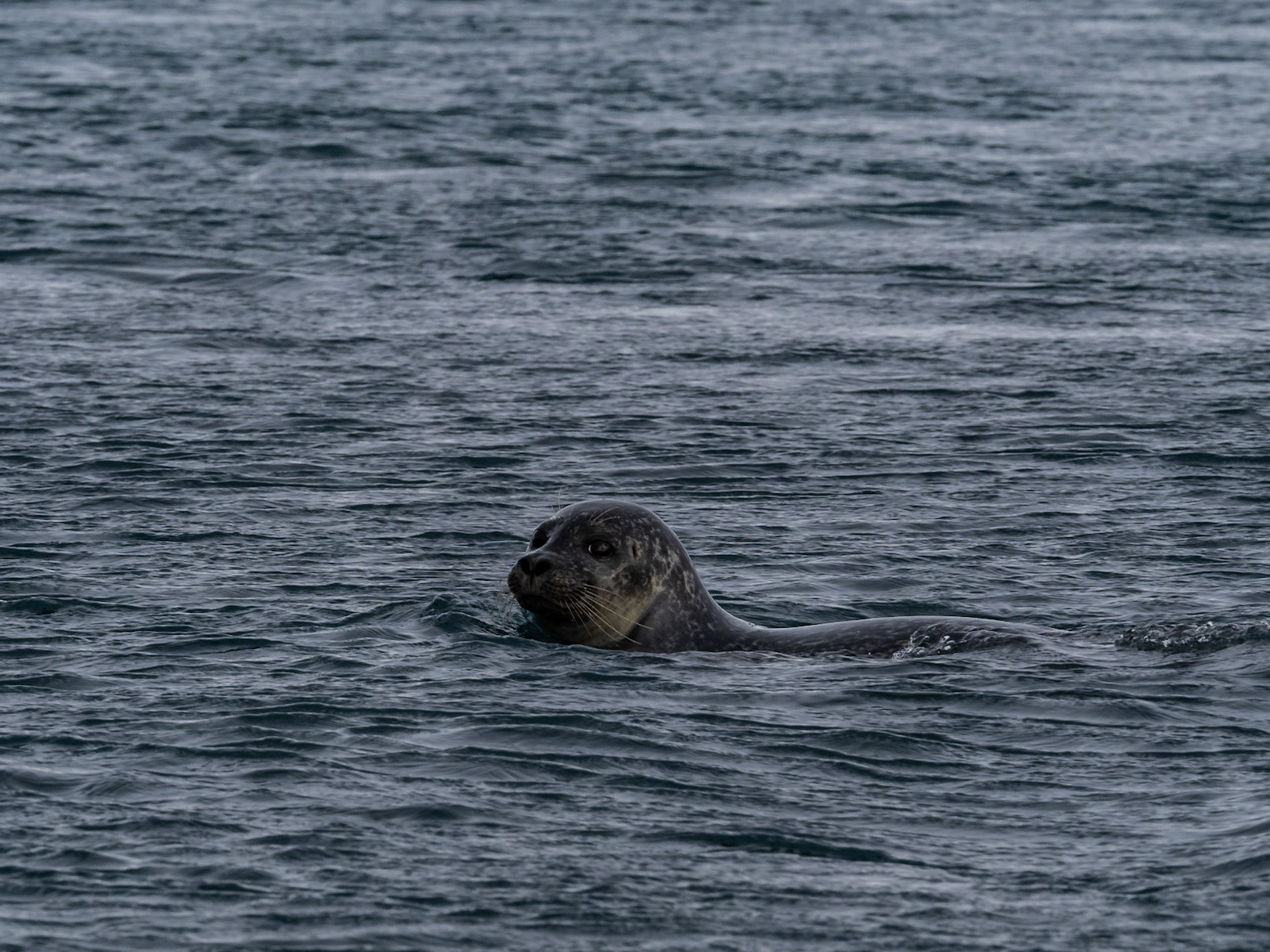Robben am Diamond Beach