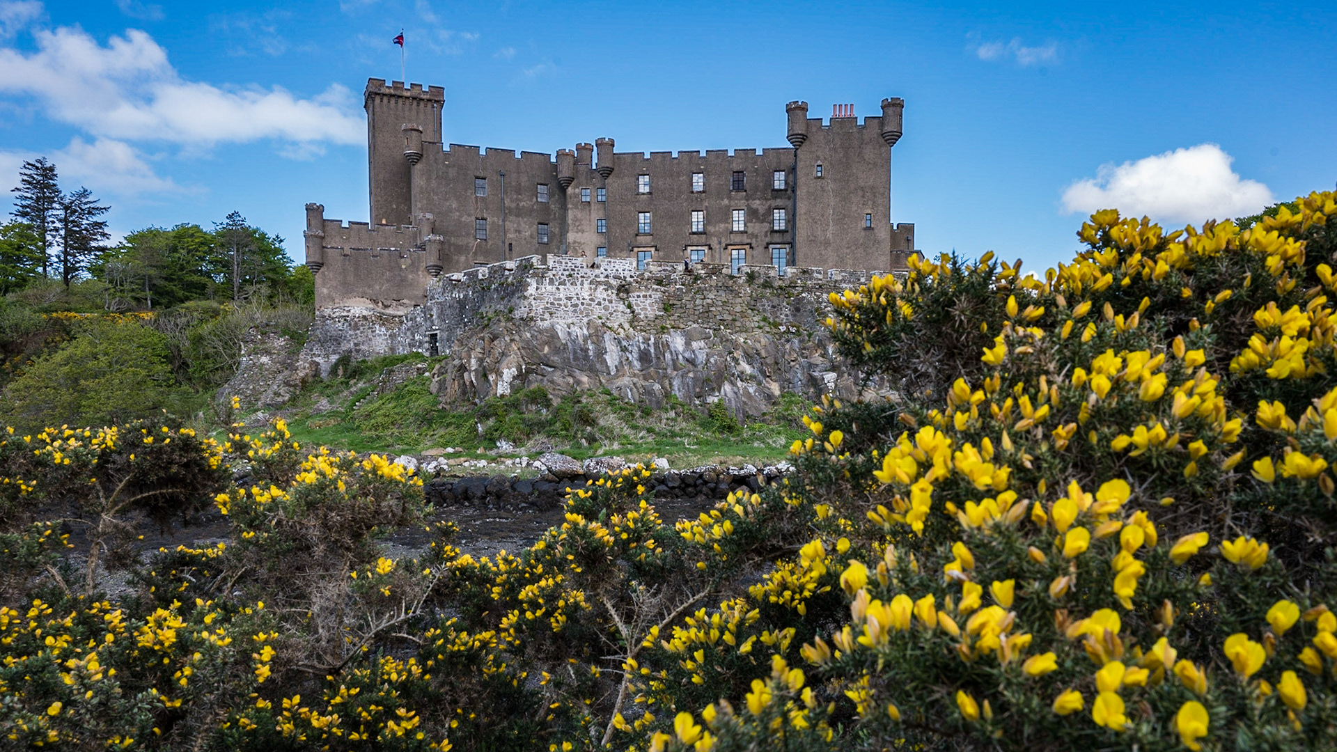 Ginster am Dunvegan Castle