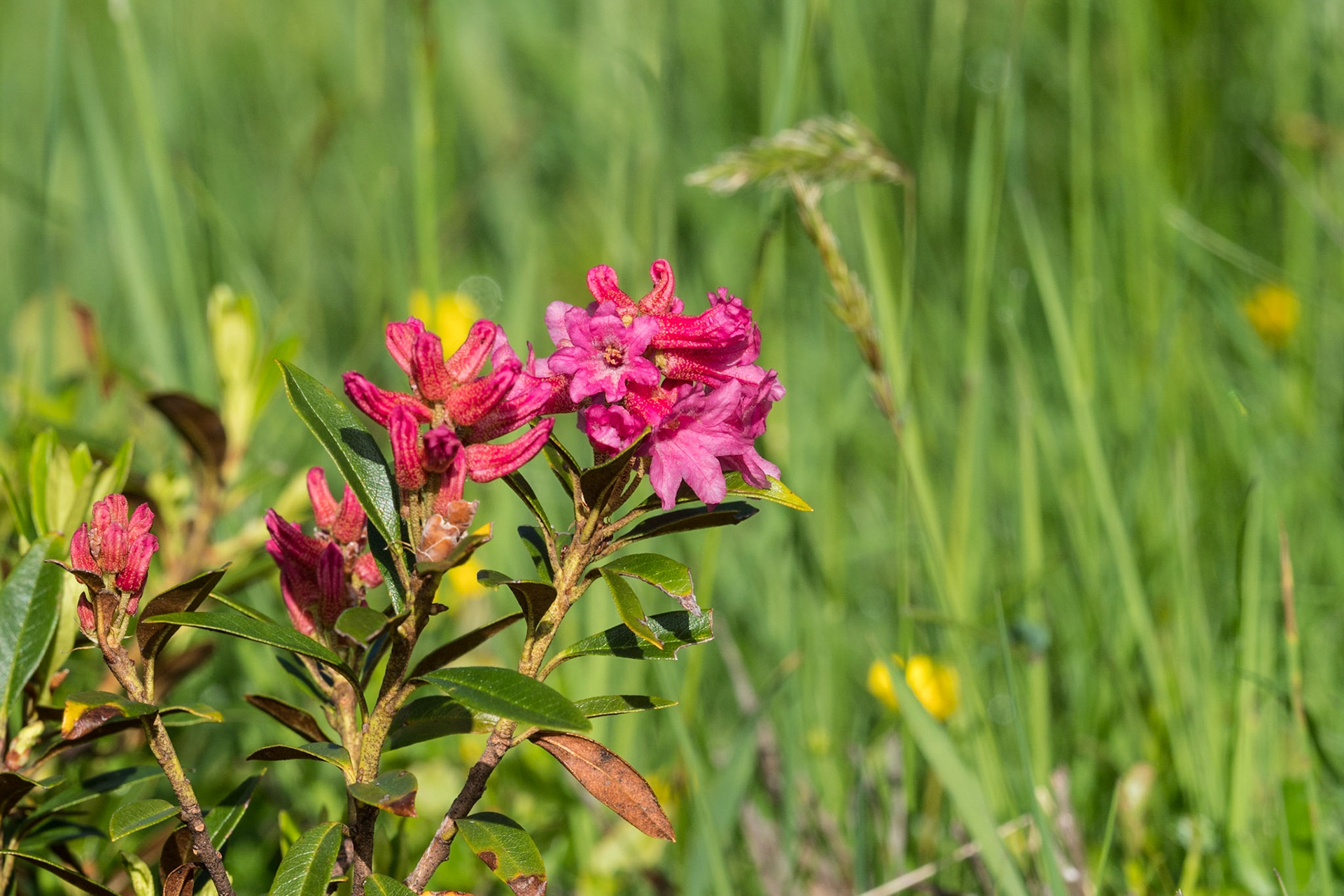 Alpenrose am Fellhorn