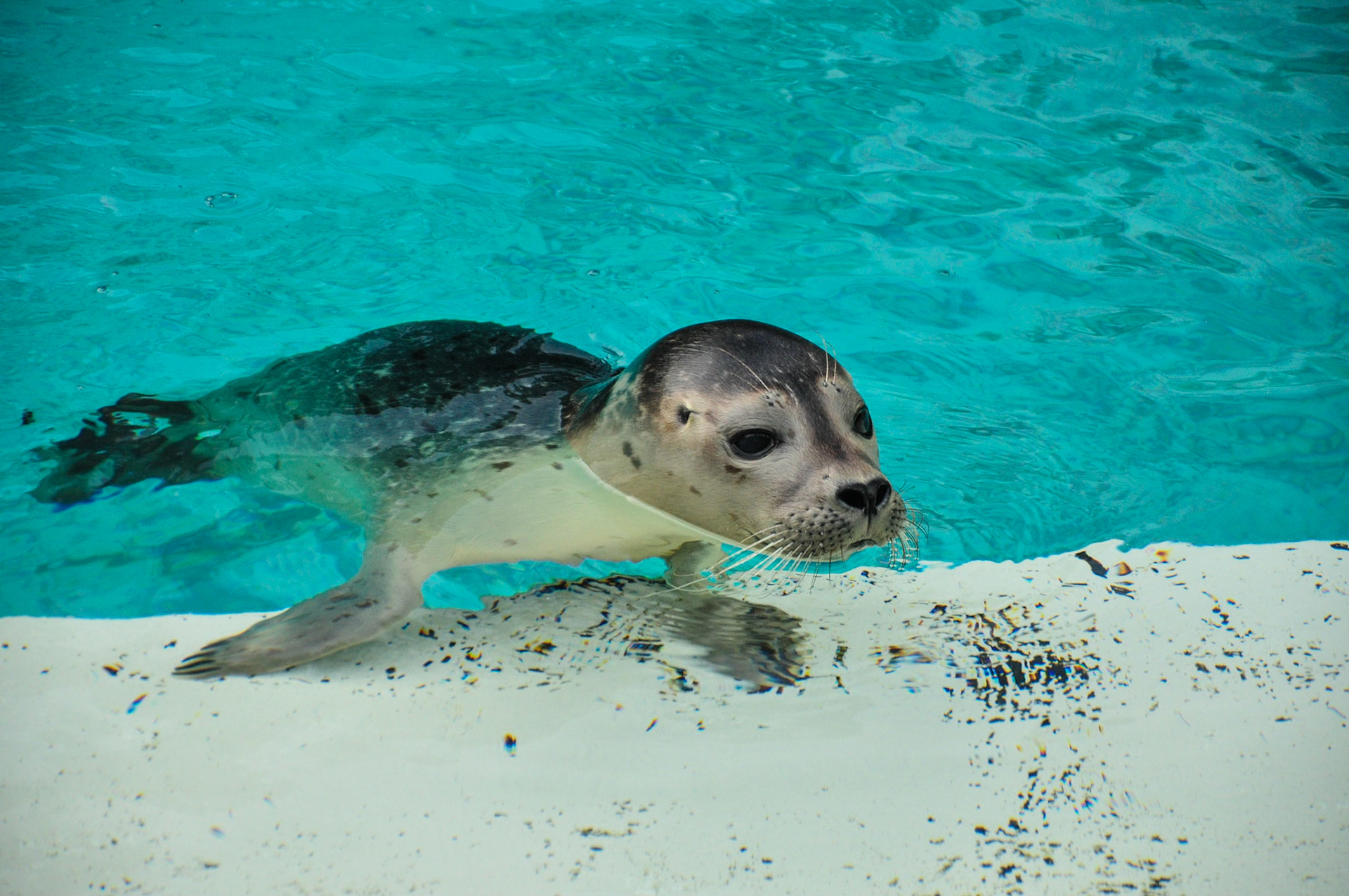 Der Nachwuchs kam nur näher solange wir nicht im Wasser waren