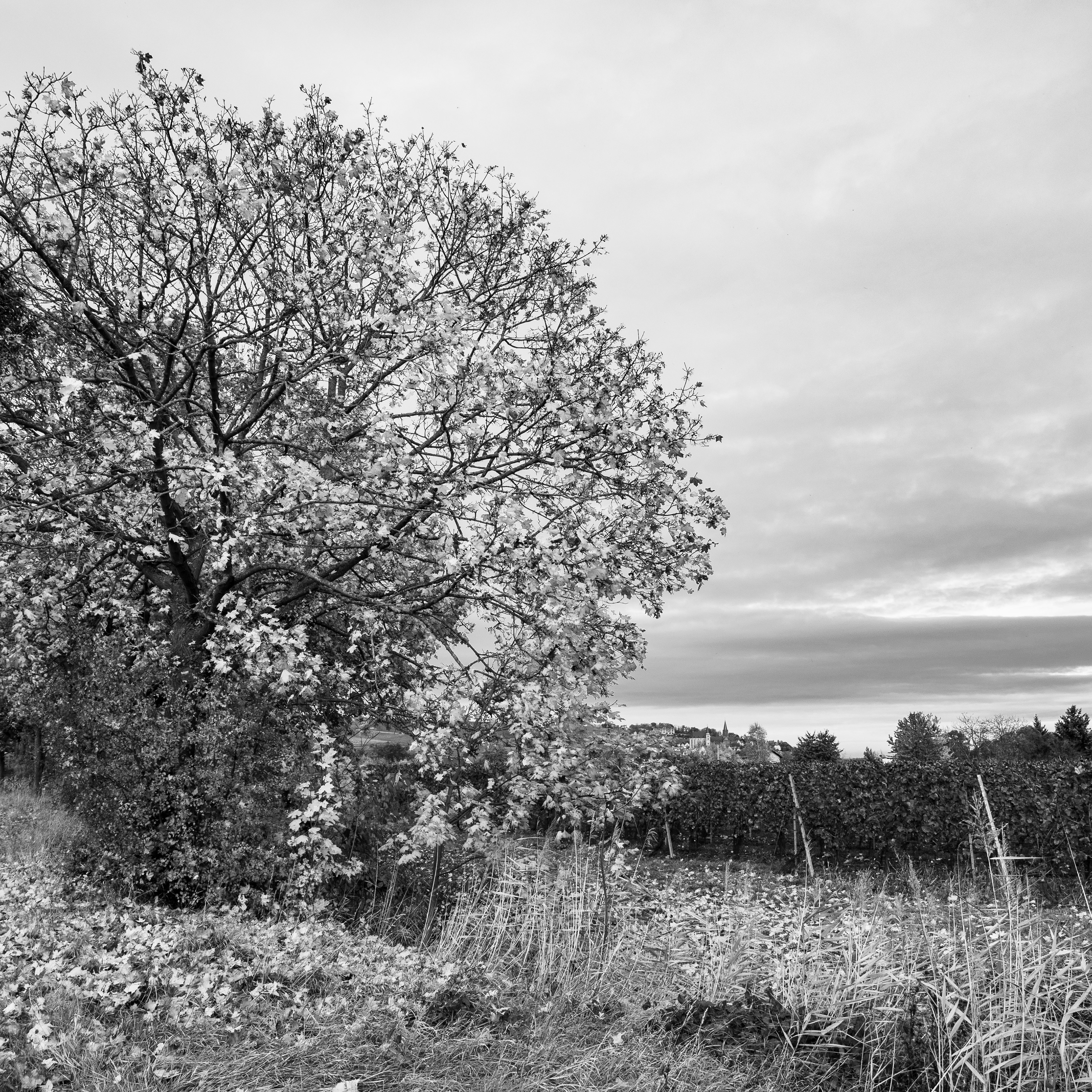 Oktober - Goldenes Licht