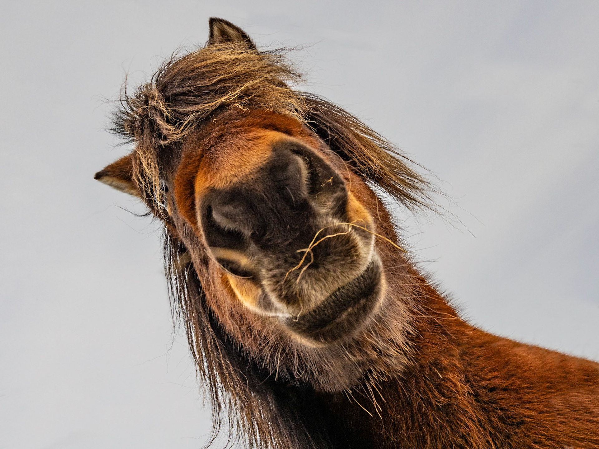 Ein neugieriges Islandpferd