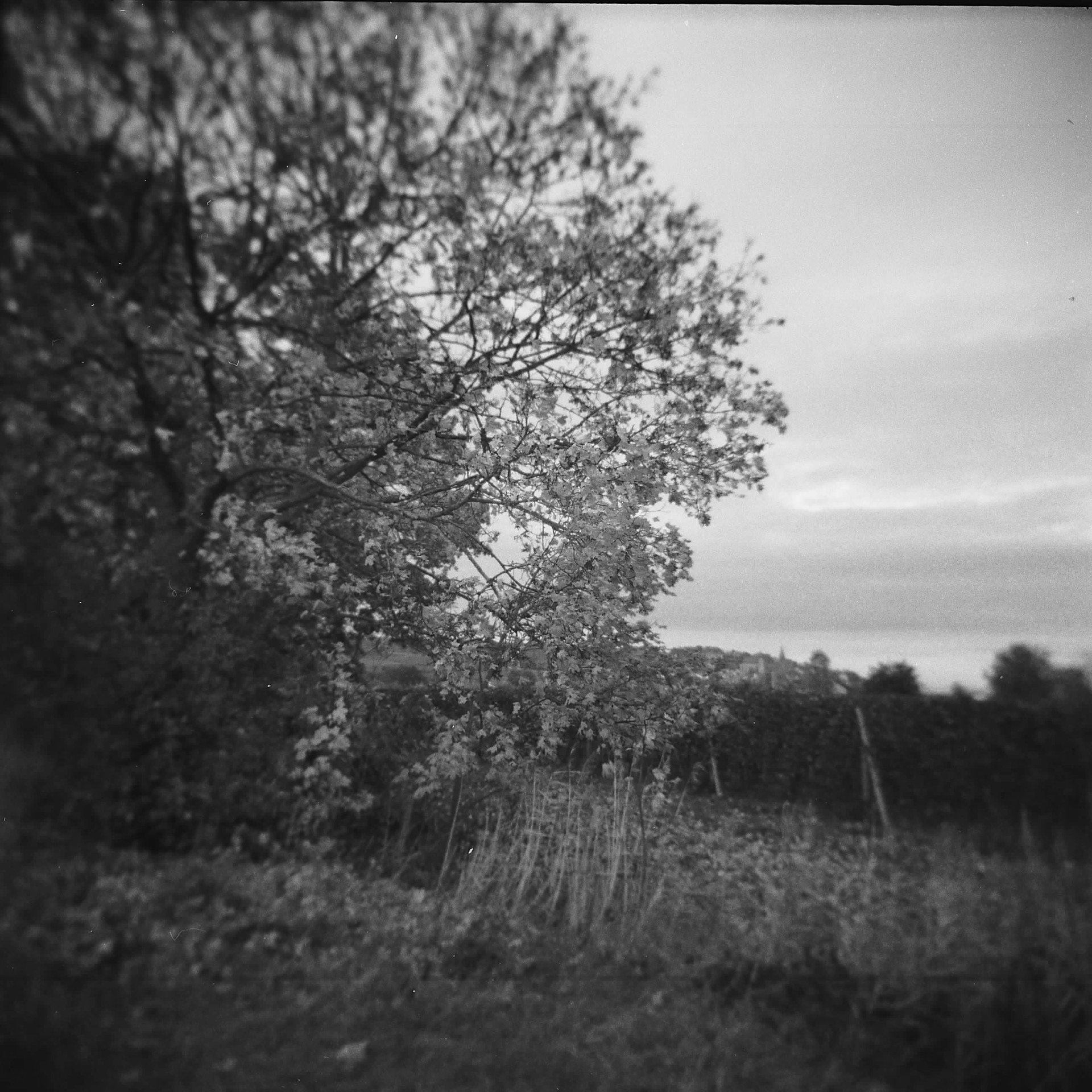 Oktober - Goldenes Licht
