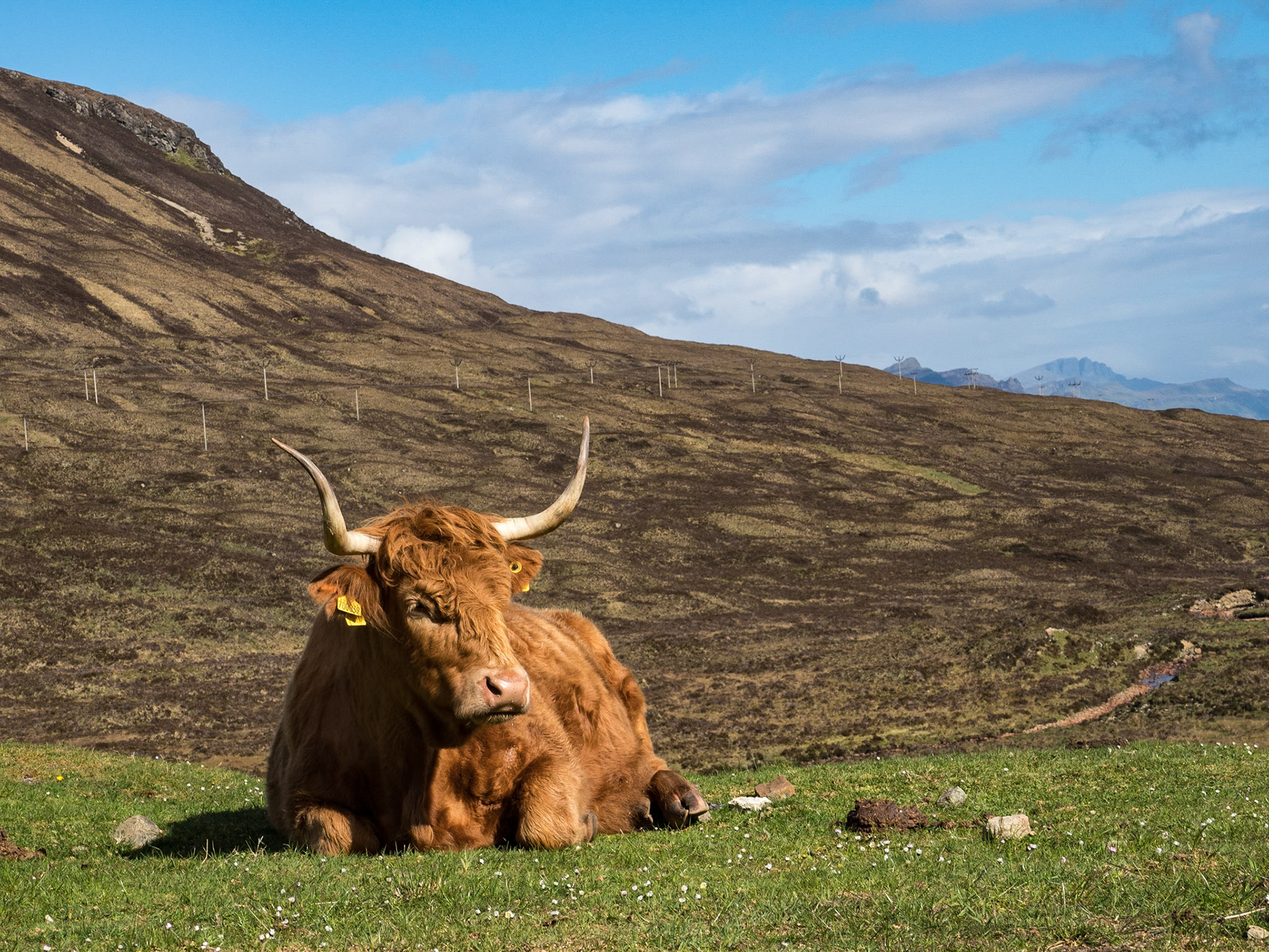Schottlands Bewohner (1)