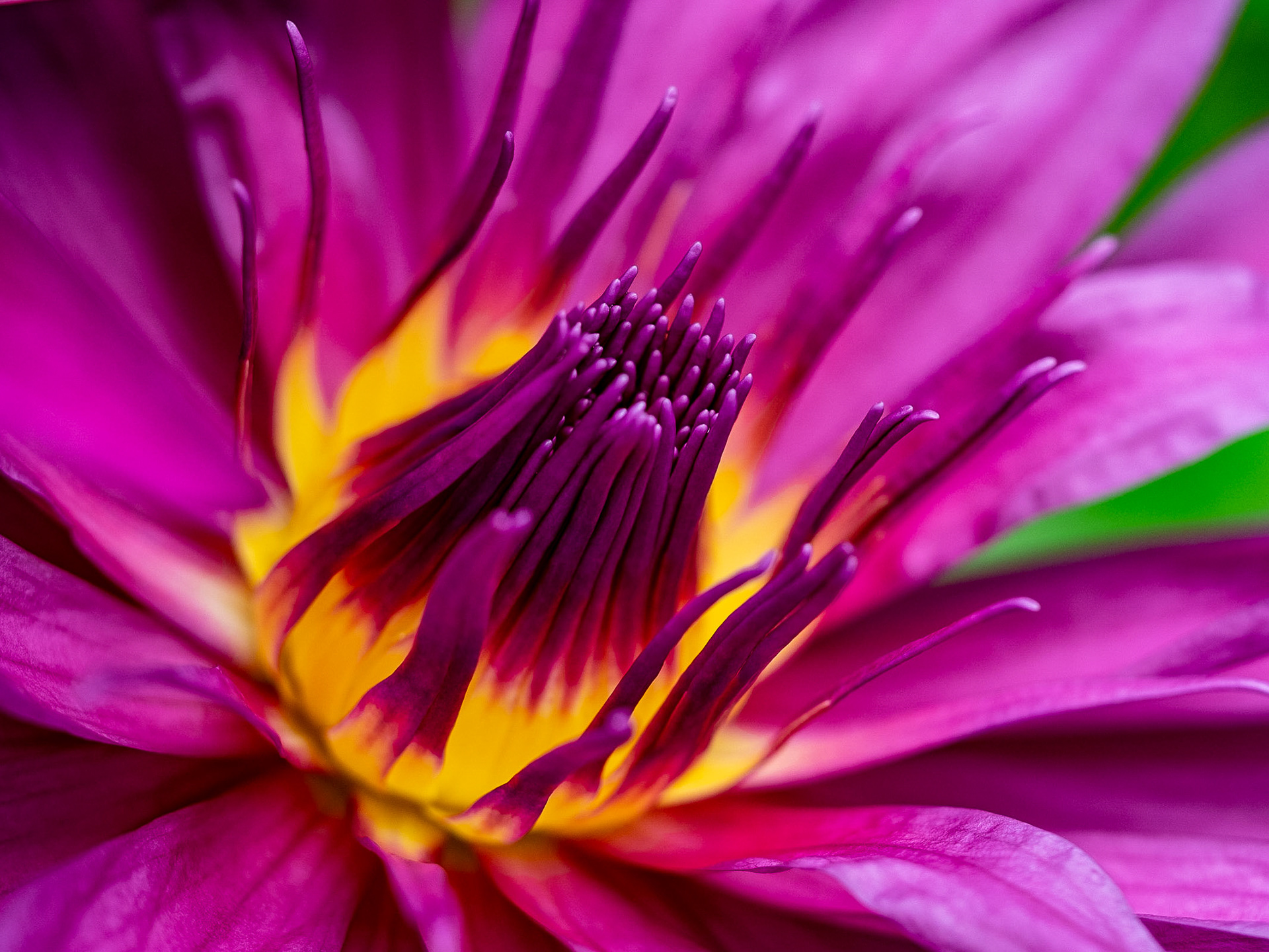 Tag 258: Makrofotografie