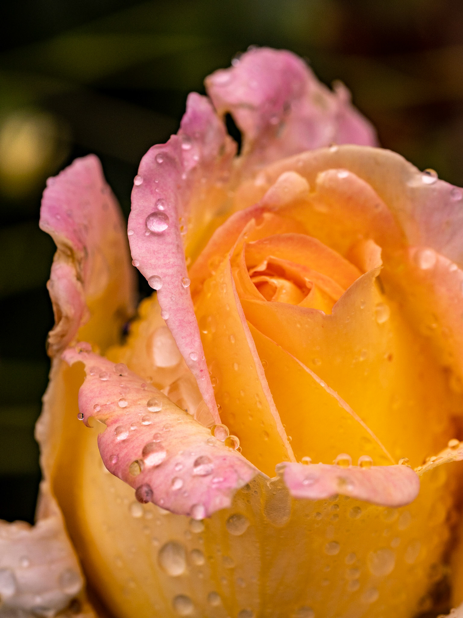 Botanischer Garten Augsburg