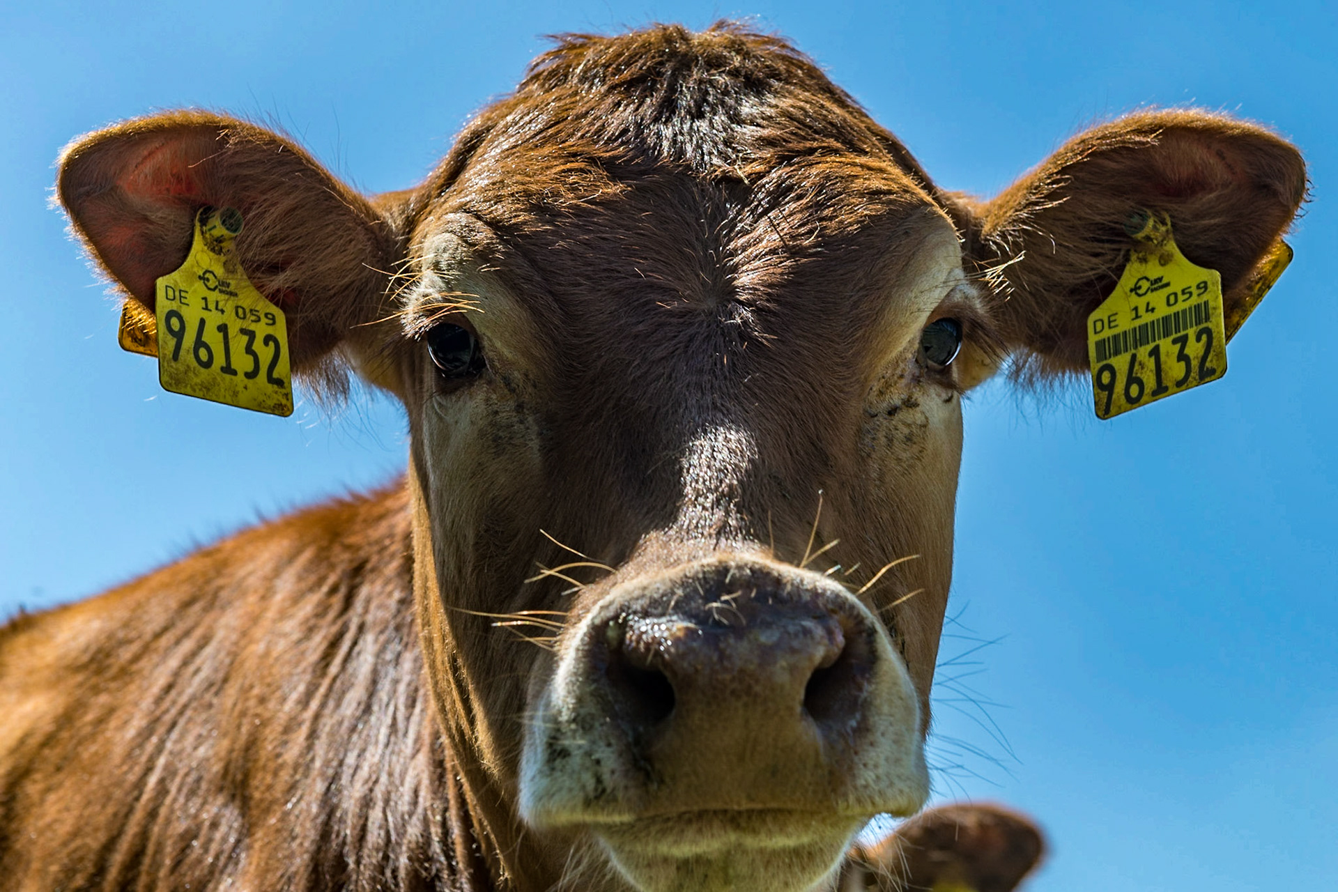Jugendliche Neugierde in Jemgum