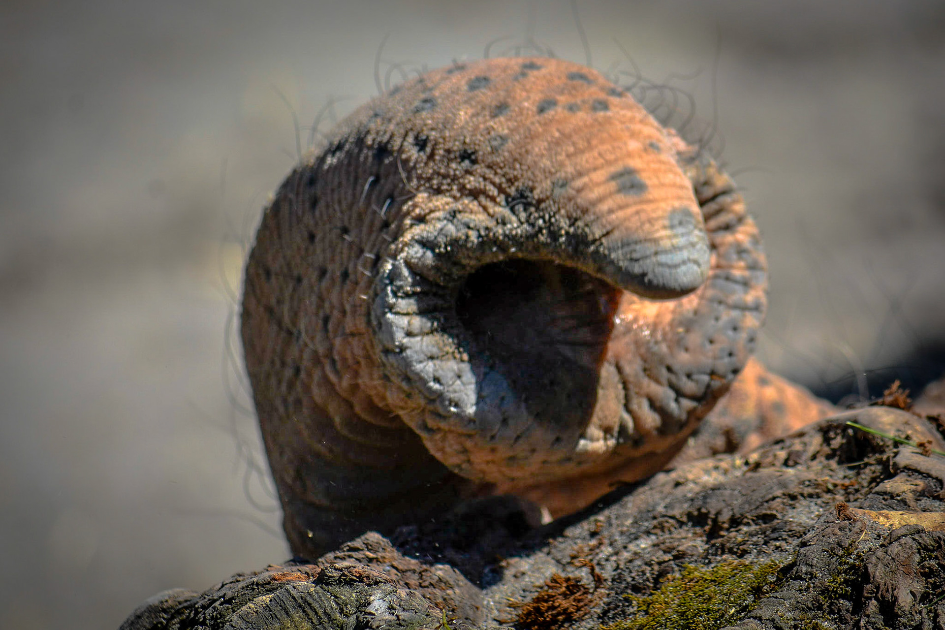 Knie's Kinderzoo in Rapperswil
