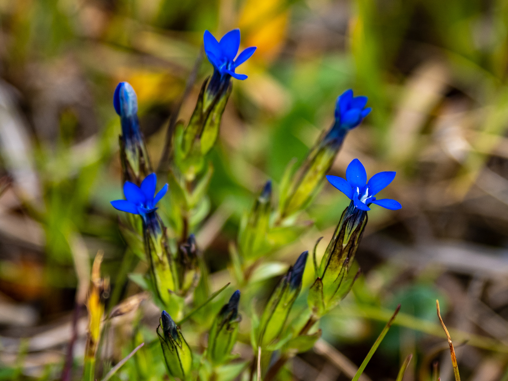 2. Auf der Blumenwiese
