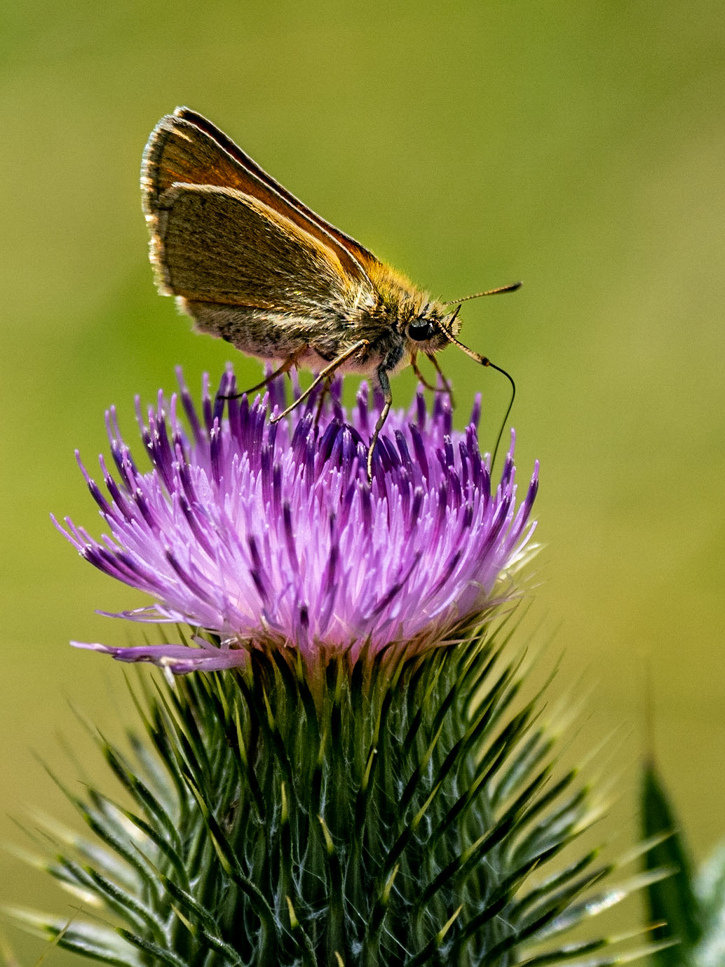 In den Oberstdorfer Wiesen