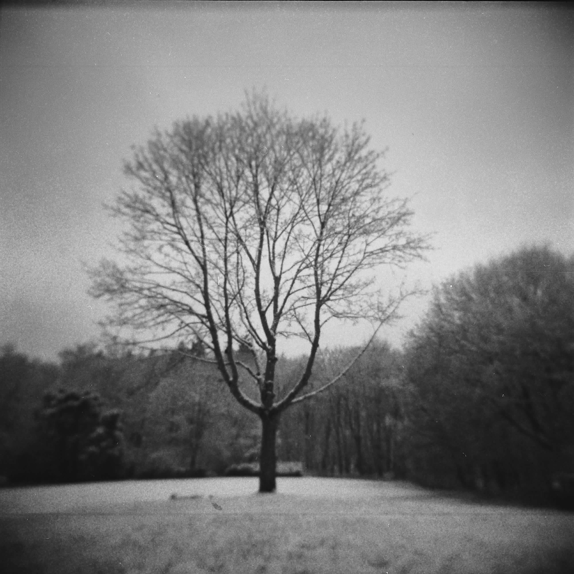 Januar - Frost
