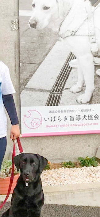 盲導犬協会を旅立つ日