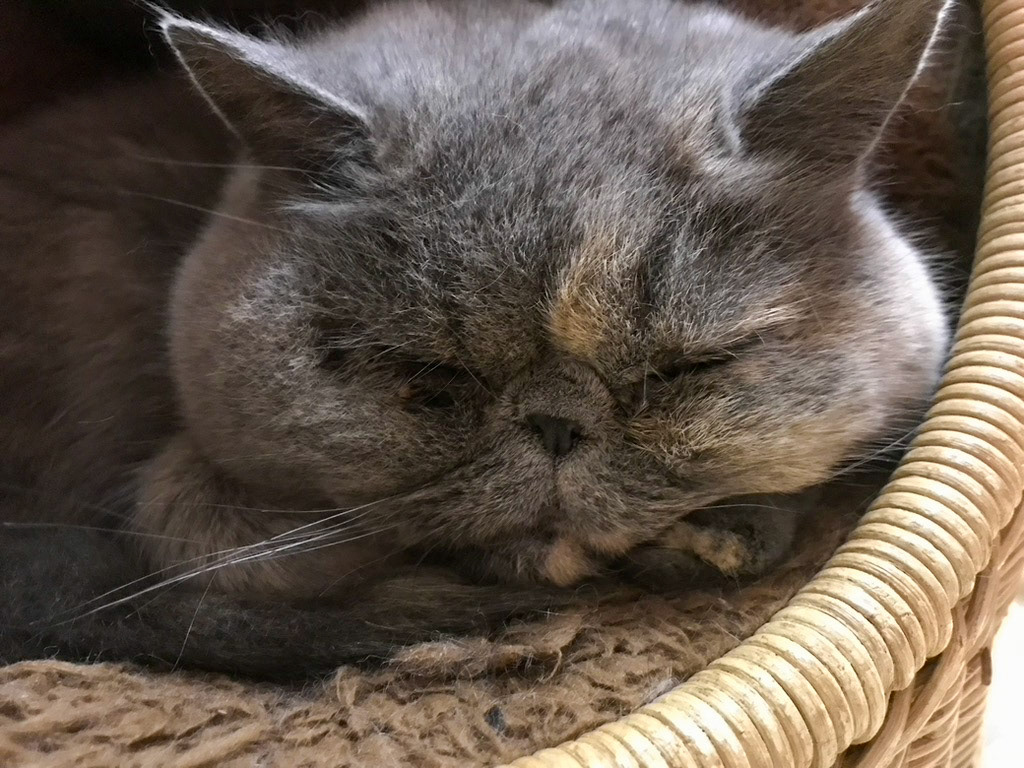 ブブカ