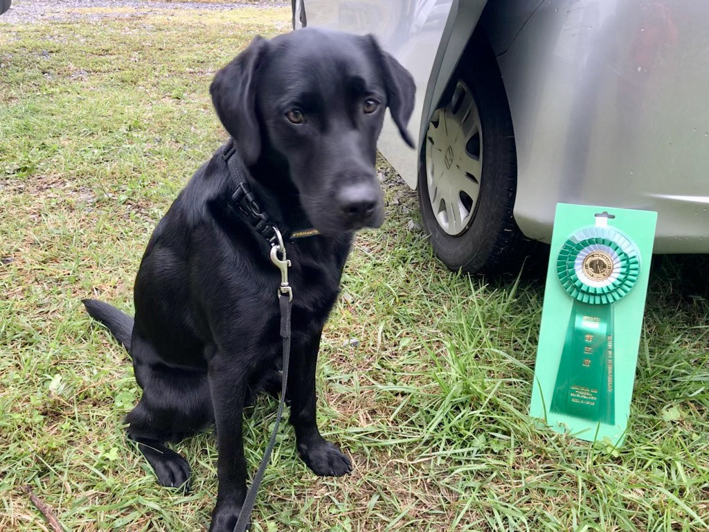 救助犬競技会