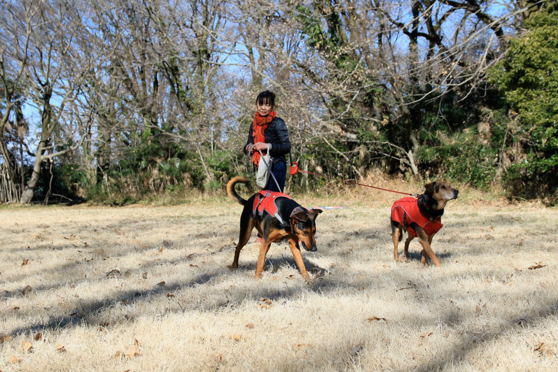 エムと先住犬のラビ