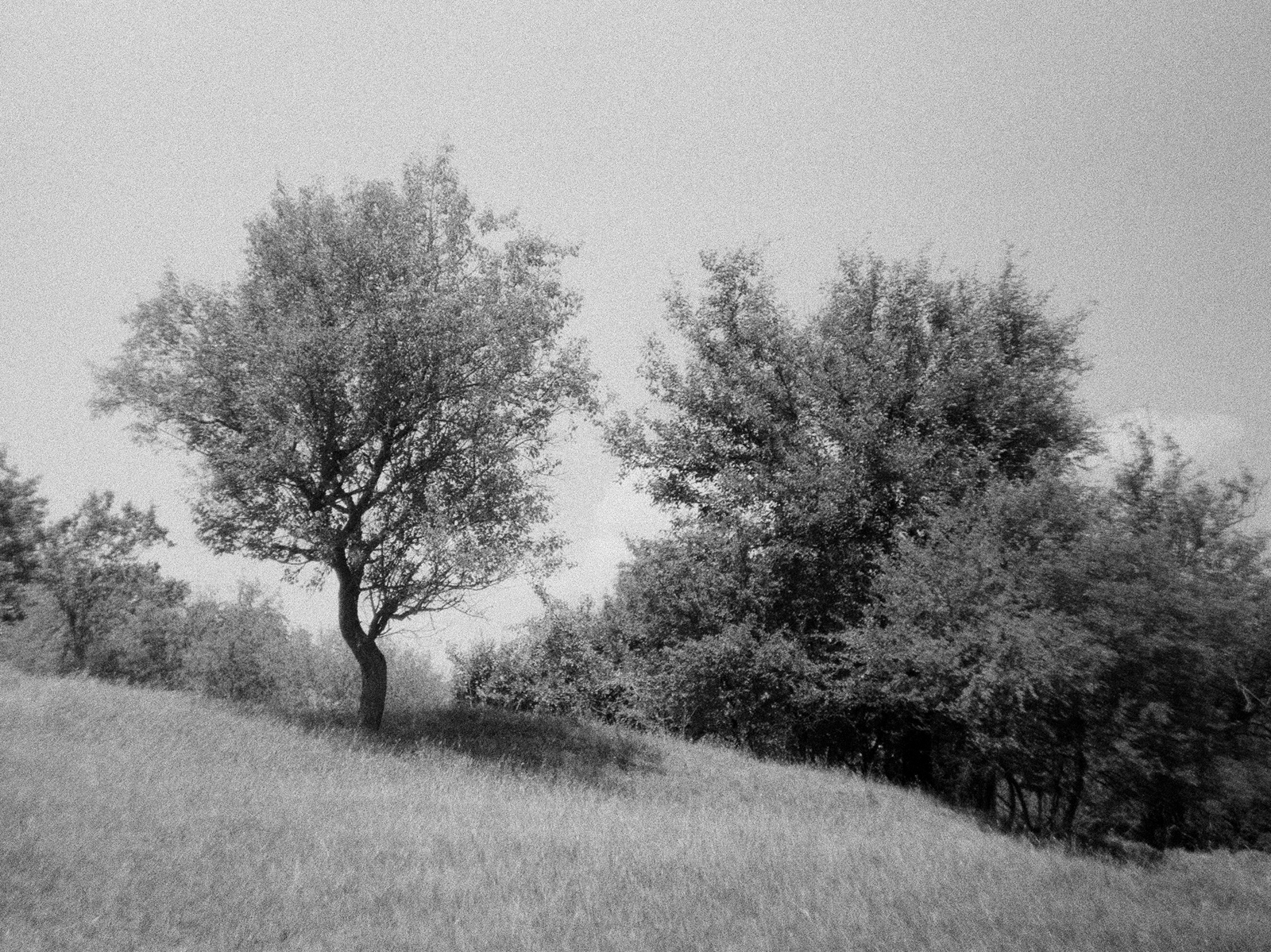 Ilford HP5 Plus 400