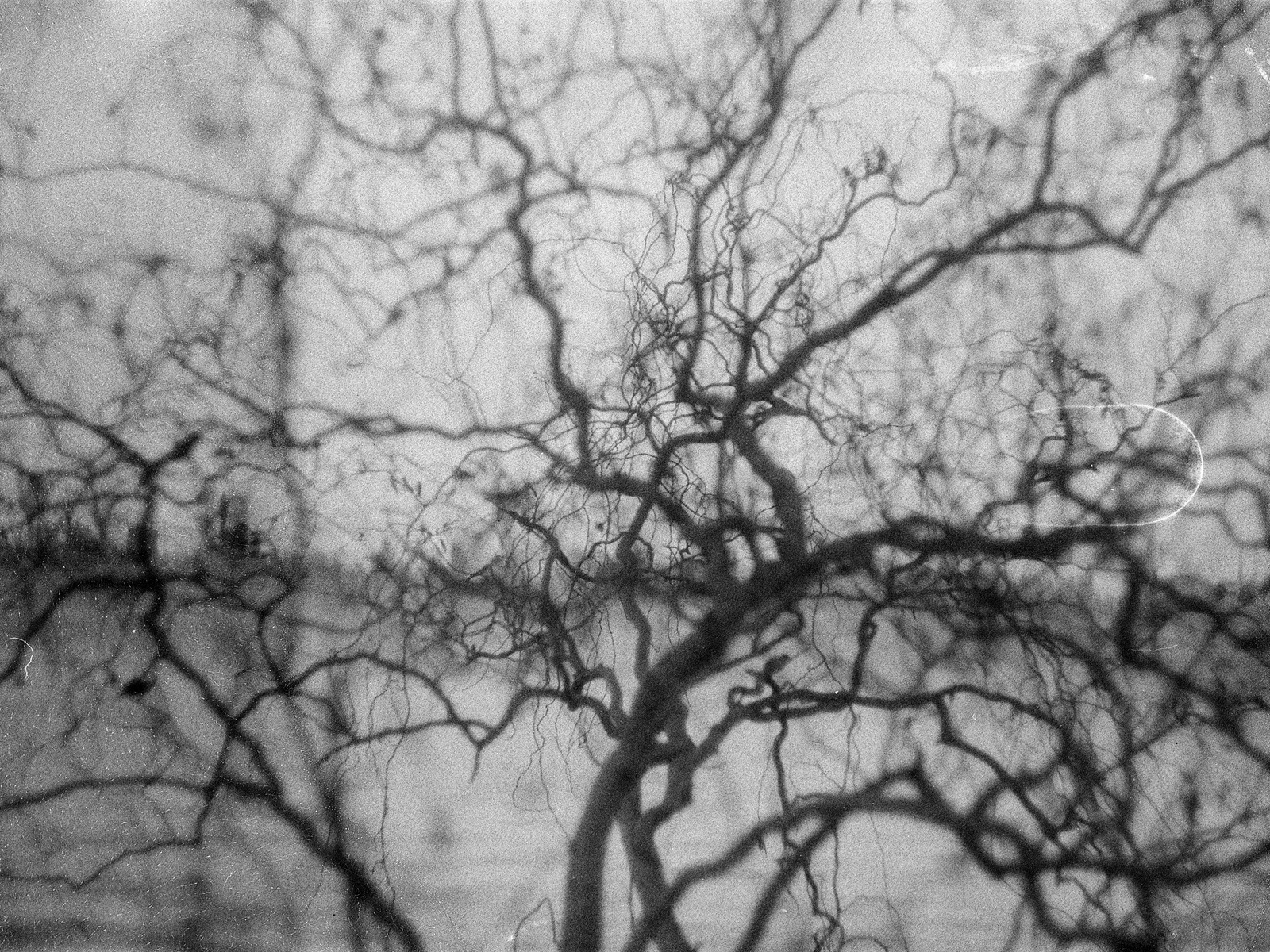 "Circulatory system", 2024, Свема ФН64 (протерміновка 1984)