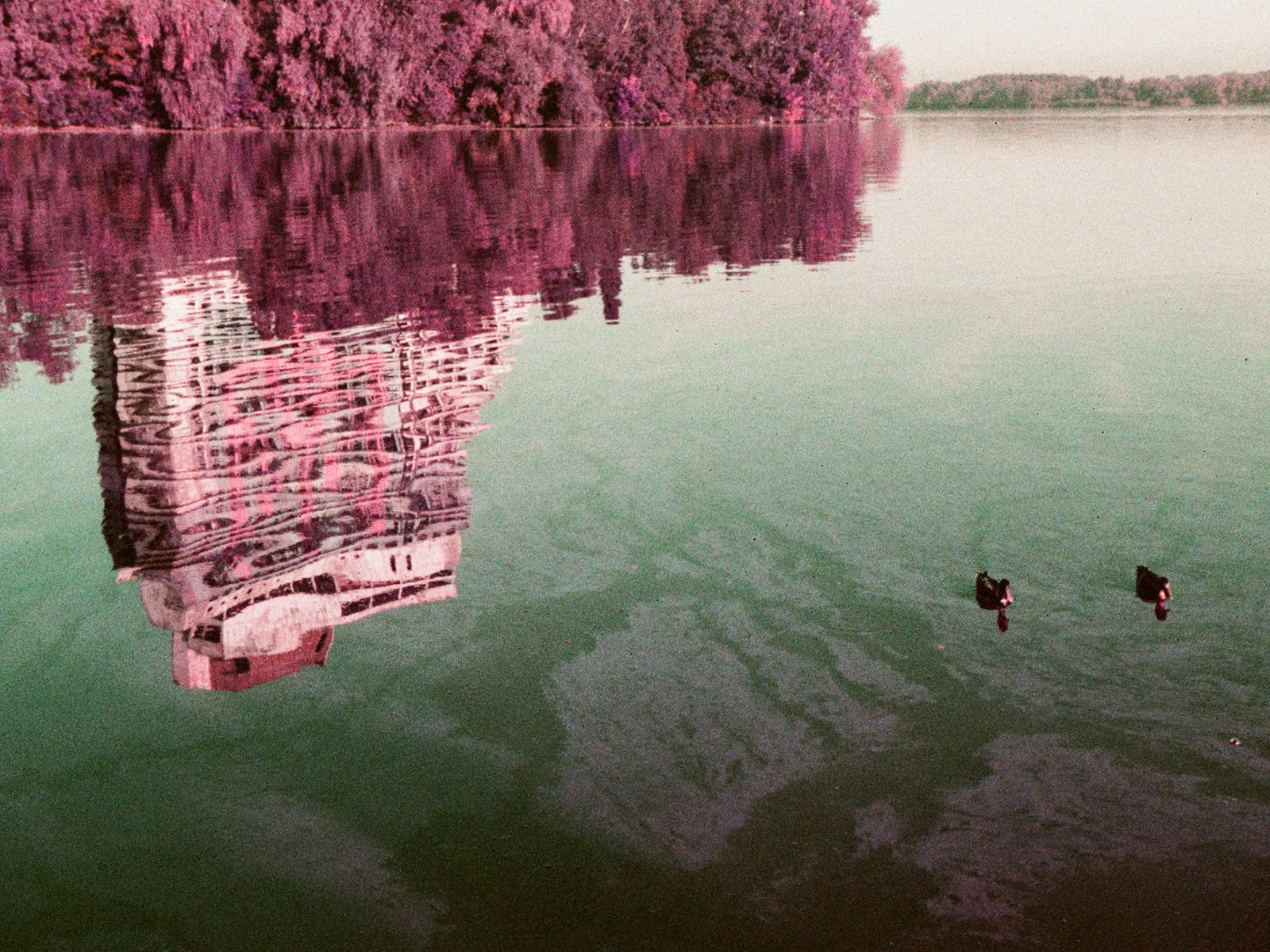 2025, LomoChrome Purple XR 100