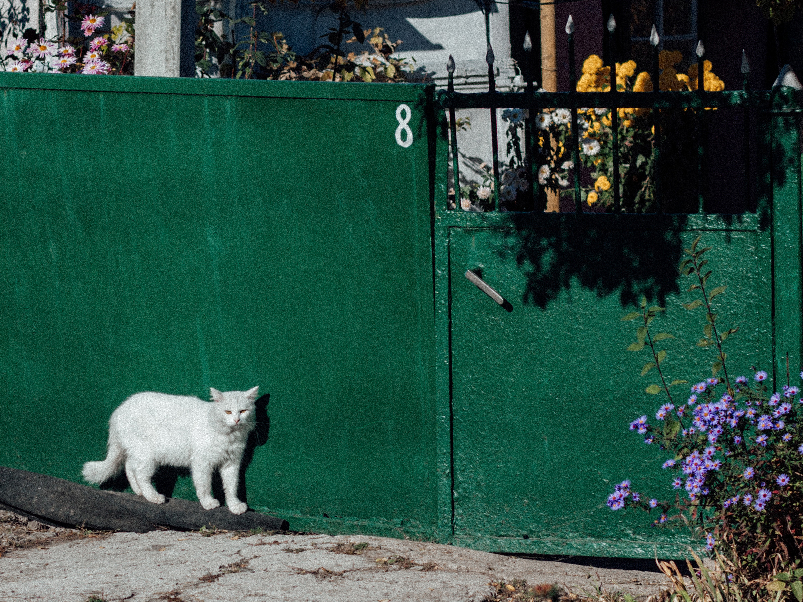 "Nine Lives", 2021