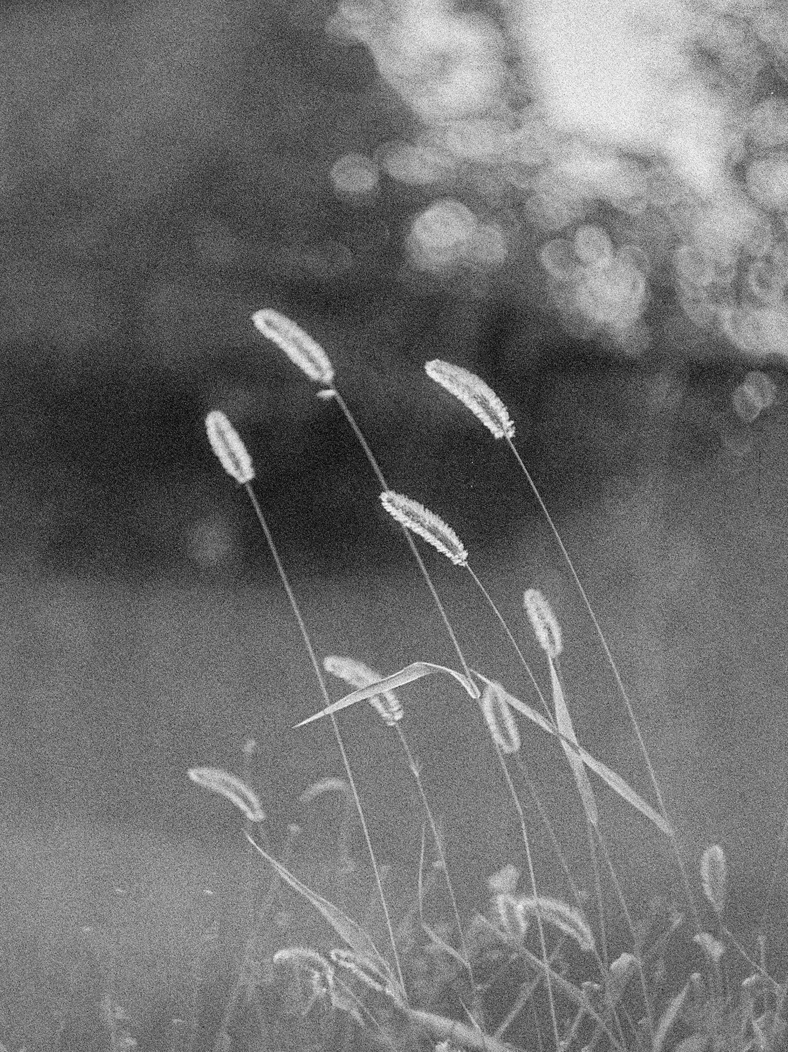 Fortepan 100 (exp. 2012)