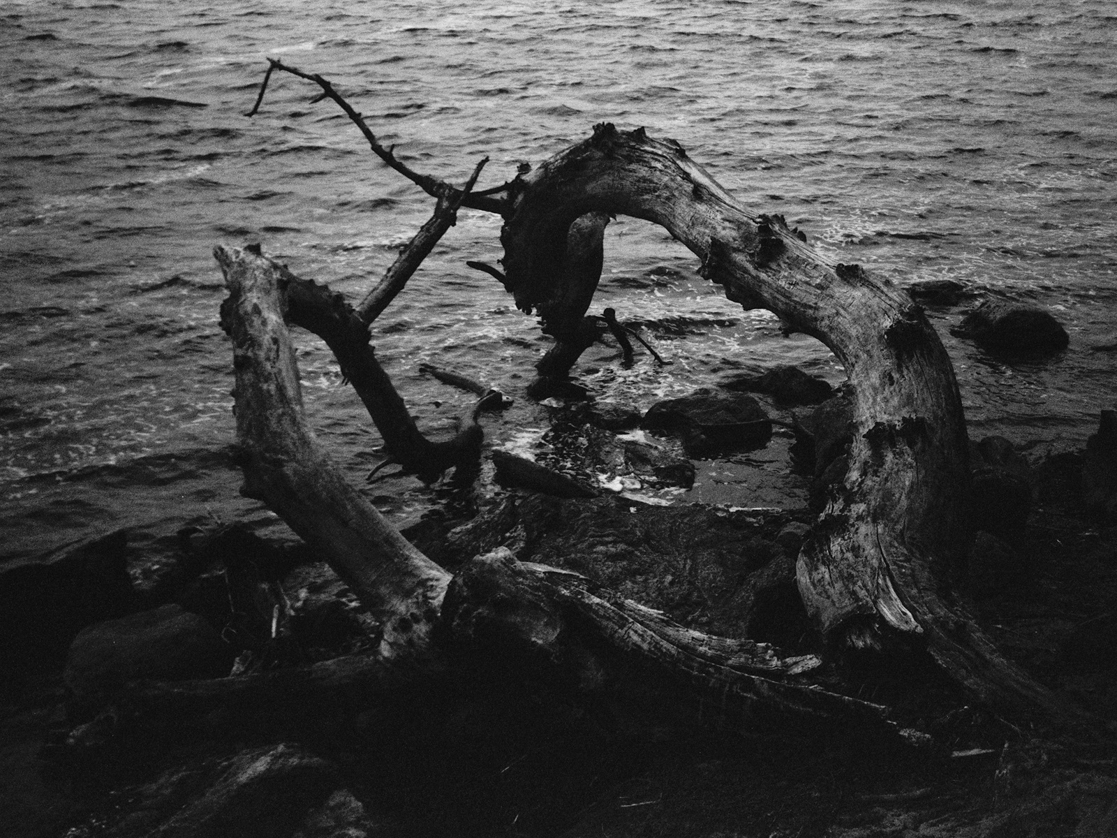 2025, Rollei Infrared 400