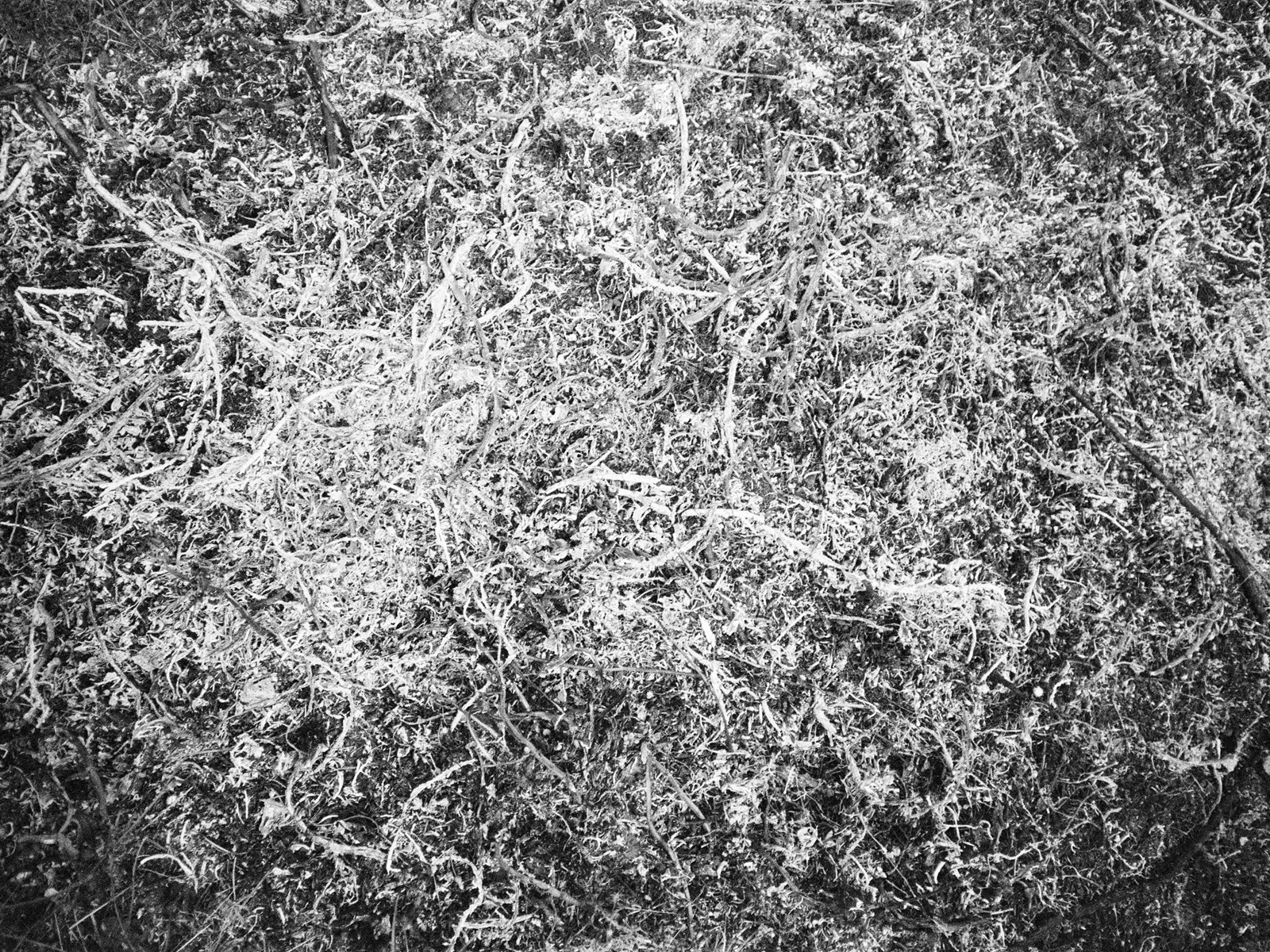 "Jackson Pollock monochrome", 2024, Fortepan 100 (протерміновка 2012)