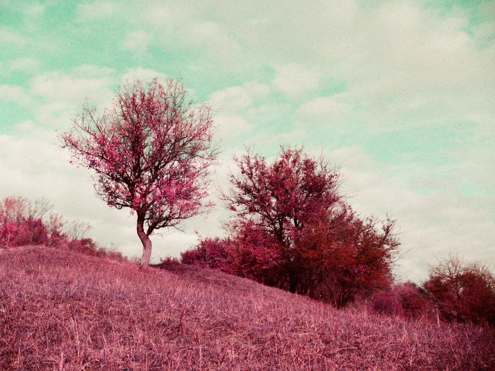 2025, LomoChrome Purple XR 100