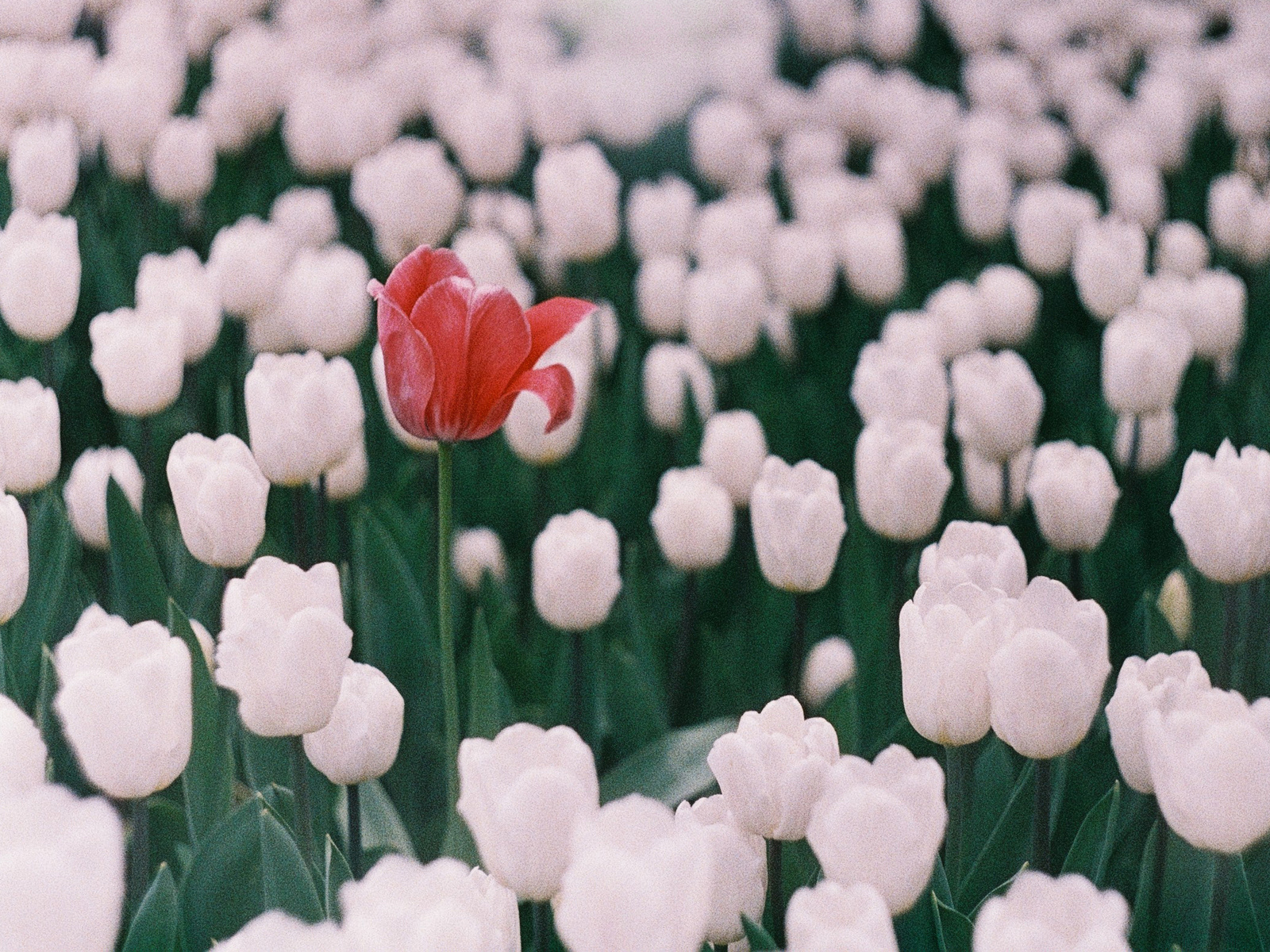 "Be different!", Agfa vista 200 (exp. 2005)