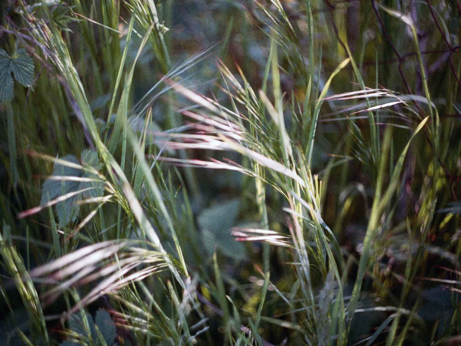2026, Konica VX100 (протерміновка 2003)